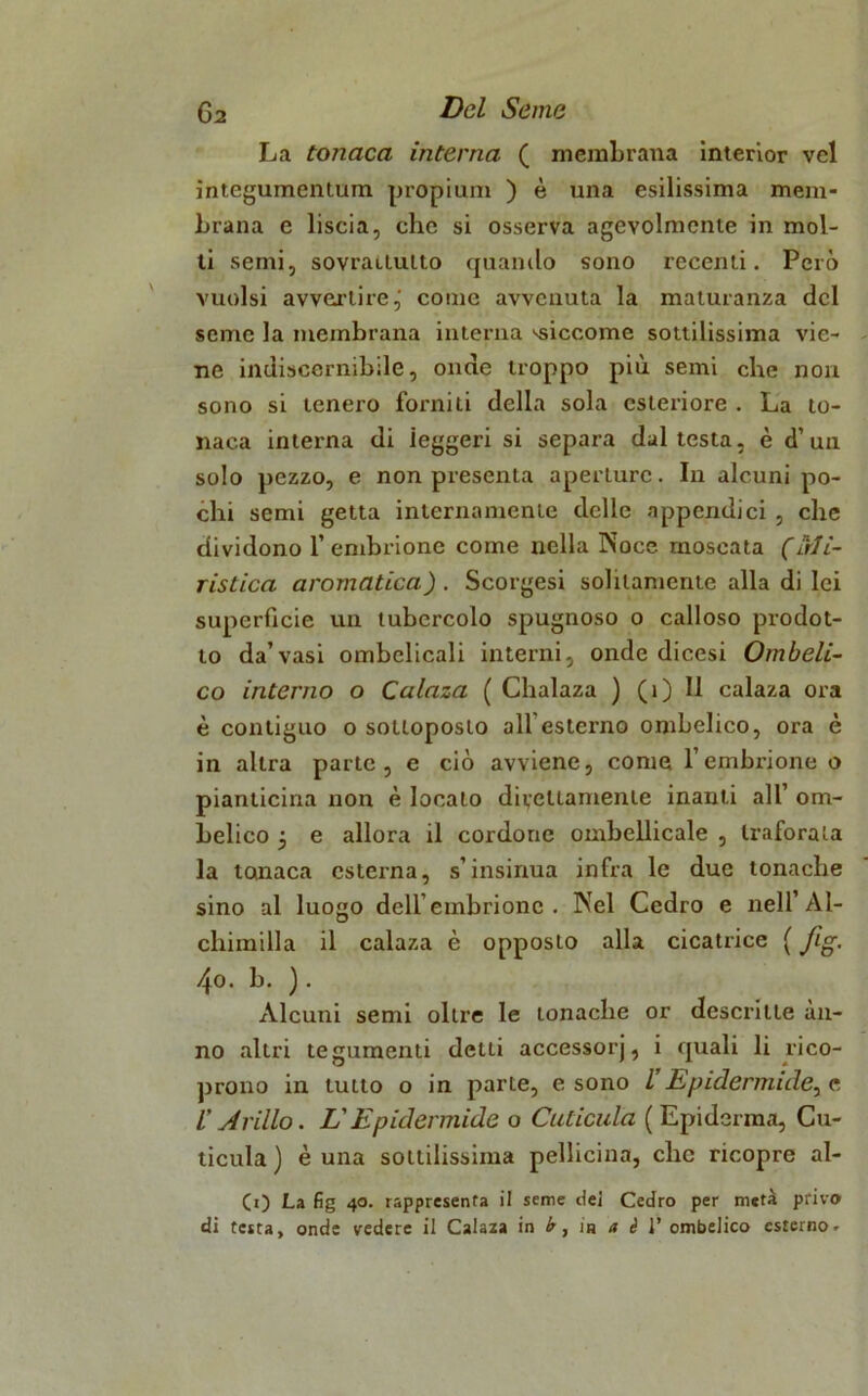 La tonaca interna ( membrana interior vcl integumenium propium ) è una esilissima mem- brana e liscia, che si osserva agevolmente in mol- ti semi, sovraLlulto (pianilo sono recenti. Però vuoisi avvertire,' come avvenuta la maturanza del seme la membrana interna ‘-siccome sottilissima vie- ne indiscernibile, onde troppo più semi che non sono si tenero forniti della sola esteriore . La to- naca interna di ieggeri si separa dal testa, è d’un solo pezzo, e non presenta aperLurc. In alcuni po- chi semi getta internamente delle appendici , che dividono 1’ embrione come nella Noce moscata (Mi- ristica aromatica) . Scorgesi solitamente alla di lei superficie un tubercolo spugnoso o calloso prodot- to da’vasi ombelicali interni, onde dicesi Ombeli- co interno o Calaza ( Chalaza ) (1) Il calaza ora è contiguo o sottoposto all esterno ombelico, ora è in altra parte, e ciò avviene, come l’embrione o pianticina non è locato direttamente inauti all’ om- belico 3 e allora il cordone ombellicale , traforata la tonaca esterna, s’insinua infra le due tonache sino al luogo dell’embrione . Nel Cedro e nell’Al- chimilla il calaza è opposto alla cicatrice ( fig. 4o. b. ). Alcuni semi oltre le tonache or descritte an- no altri tegumenti delti accessorj, i quali li rico- prono in tutto o in parte, e sono l Epidermide, e /’ Jrillo. L'Epidermide o Cuticula ( Epiderma, Cu- ticula ) è una sottilissima pellicina, clic ricopre al- (0 La fig 40. rappresenta il seme dei Cedro per metà privo di testa, onde vedere il Calaza in in a è 1’ ombelico esterno.