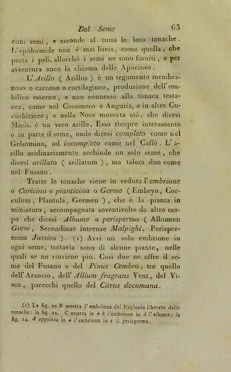 cuni semi , e asconde al tutto le loro tonache . L’epidermide non è mai liscia, come quella, che porta i peli, allorché i semi ne sono forniti, e per avventura anco la chioma delle Apocineo . L' A riilo ( Arillus ) è un tegumento membra- noso o carnoso o cartilagineo, produzione dell om- ini ico esterno, e non connesso alla tonaca testa- cea, come nel Cocomero o Anguria, e in altre Cu- curhitacee 5 e nella Noce moscata ciò, che dicesi Maeis, è un vero arillo. Esso ricopre interamente o in parte il seme, onde dicesi completo come nel Gelsomino, od incompleto come nel Caffè . L’ a- rillo oridinariamenie acchiude un solo seme , che dicesi arillato ( arillatum ) , ma talora due come nel F usano . Tratte le tonache viene in veduta l’embrione o Concino o pianticina o Germe ( Embryo, Cor- culum, Plantula, Germen ), che è la pianta in miniatura , accompagnata soventivolte da altro cor- po che dicesi Albume o perisperma ( Albumen Grew , Secondinae internae Malpighi, Perisper- mum Jussieu ). (i) Avvi un solo embrione in ogni seme, tuttavia sono di alcune piante, nelle quali se ne rinviene più. Così due ne offre il se- me del Frisano e del Pinus Cembro, tre quello dell’Arancio, dell ' Allium fragrans Yent, del Yi- sco , parecchi quello del Citrus decumana. (0 La fig. io B mostra 1’ embrione del Fagiuolo liberato dalle tonache, la fig. 22. c mostra in ab Tcmbrione in d 1’ albume: la fig. 24. à appalesa in a l’embrione in c il perisperma.