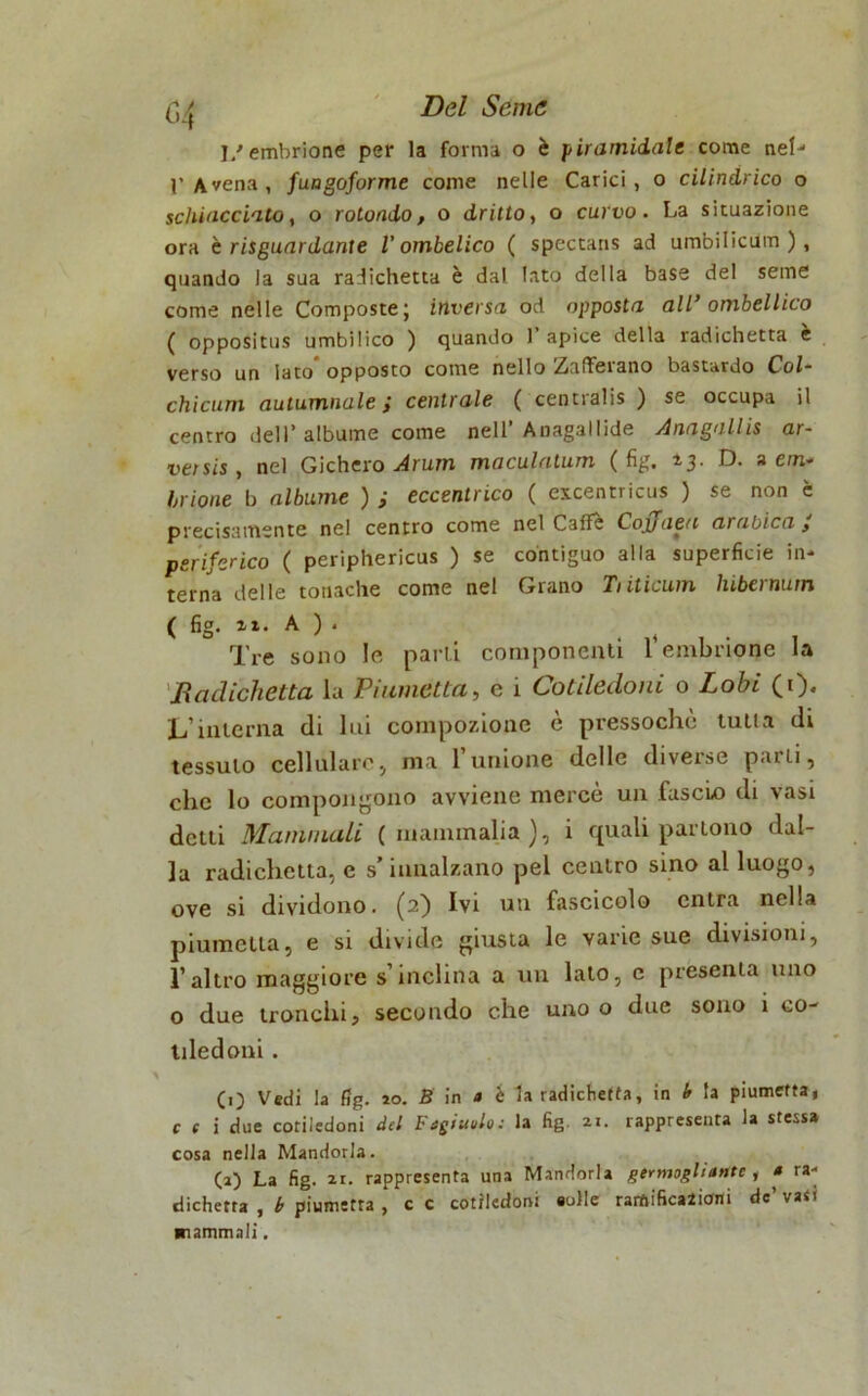 c,4 1/embrione per la forma o è piramidale come neh l'Avena, fuagoforme come nelle Carici, o cilindrico o schiacciato, o rotondo, o dritto, o curvo. La situazione ora è risguardante l’ombelico ( spectans ad umbilicum ), quando la sua radichetta è dal lato della base del seme come nelle Composte; inversa od opposta all’ ornbellico ( oppositus umbilico ) quando 1 apice della radichetta e verso un lato opposto come nello Zafferano bastardo CoZ* chicum autumnale ; centrale ( centralis ) se occupa il centro dell'albume come nell'Anagallide Anagallis ar- versis, nel Gichero Arum maculatum (fig. 23. D. a em- brione b albume ) ; eccentrico ( excentricus ) se non è precisamente nel centro come nel Caffè Cojjaen arabica , periferico ( periphericus ) se contiguo alla superficie in- terna delle tonache come nel Grano Tiiticum hibernum ( fig- **• A ) • . „ . . . Tre sono le parti componenti l embrione la Radichetta la Pi umetta, e i Cotiledoni o Lobi (1). L’interna di lui compozione è pressoché tutta di tessuto cellulare5 ma l’unione delle diverse parli, clic lo compongono avviene mercè un fascio di vasi detti Mammoli (inanimali»), i quali partono dal- la radichetta, e s’innalzano pel centro sino al luogo, ove si dividono. (2) Ivi un fascicolo entra nella piumetta, e si divide giusta le varie sue divisioni, l’altro maggiore s’inclina a un lato, c presenta uno o due tronchi, secondo che uno o due sono i co- tiledoni . (O Vedi la fig. io. B in « è la radichetta, in b la piumetta, c f i due cotiledoni del Fogiuolo: la fig. 21. rappresenta la stessa cosa nella Mandorla. (2) La fig. 21. rappresenta una Mandorla germogliarne, a ra- dichetta , b piumetta , c c cotiledoni «olle rarftifica2iani de’ va<i Riammali.