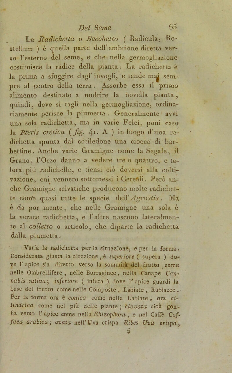 La Radichetta o Becchetto ( Radicula, Ro- stellum ) è quella parte dell’embrione diretta ver- so l’esterno del seme, e che nella germogliazione costituisce la radice della pianta. La radichetta è la prima a sfuggire dagl’ invogli, e tende m^ sem- pre al centro della terra . Assorbe essa il primo alimento destinalo a nudrire la novella pianta, quindi, dove si tagli nella germogliazione, ordina- riamente perisce la piumetta. Generalmente avvi una sola radichetta, ma in varie Felci, poni caso la Pteris eretica ( fig. A ) in luogo d una ra- dichetta spunta dal cotiledone una ciocca di bar- beitine. Anche varie Gramigne come la Segale, il Grano, l’Orzo danno a vedere tre o quattro, e ta- lora più radichelle, e ticnsi ciò doversi alla colti- vazione, cui vennero sottomessi i Cereali. Però an- ' 9 che Gramigne selvatiche producono molte radichet- te comi; quasi tutte le specie dell ' A grostis . Ma è da por mente, che nelle Gramigne una sola è la verace radichetta, e l’altre nascono lateralmen- te al colletto o articolo, che diparte la radichetta dalla piumetta. Varia la radichetta perla situazione, e per la forma. Considerata giusta la direzione, è superiore ( supera ) do- ve 1’ apice sia diretto verso la sommità del frutto come nelle Ombrellifere, nelle Borraginee, nella Canape Can- nabis sativa; inferiore ( infera ) dove Y apice guardi la base del frutto come nelle Composte , Labiate ,. Rubiacee. Per la forma ora è conica come nelle Labiate , ora ci- lindrica come nel più delle piante ; clamata cioè gon- fia verso 1’ apice come nella Rhizopliora, e ne! Caffè Cof- faea arabica\ ovata nell’Uva crispa Ribes Uva crispa, 5