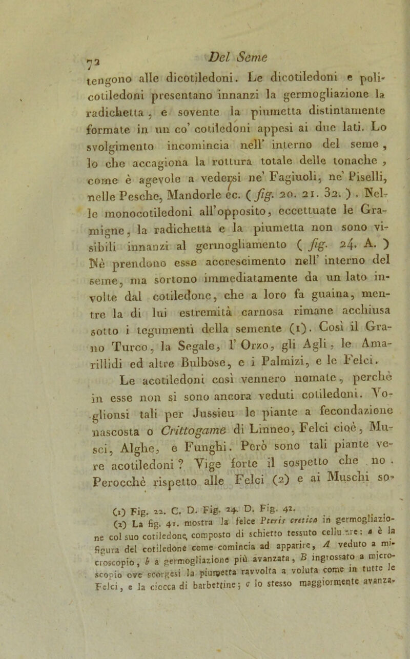 tengono alle dicotiledoni. Le dicotiledoni e poli- cotiledoni presentano innanzi la germogliazione la radicketta , e sovente la piurnetta distintamente formate in un co’ cotiledoni appesi ai due lati. Lo svolgimento incomincia nell’ interno del seme , lo clic accagiona la rottura totale delle tonache , come è agevole a vedepi ne’ Fagiuoli, ne Piselli, nelle Pesche, Mandorle ec. ( fig. 20. 21. 3a. ) . Hel- lo monocotiledoni all’opposito, eccettuate le Gra- migne. la radichetta e la piurnetta non sono vi- sibili innanzi al germogliamento ( fig. 24. A. ) ISè prendono esse accrescimento nell’ interno del seme, ma sortono immediatamente da un lato in- volte dal cotiledone, che a loro fa guaina, men- tre la di lui estremità carnosa rimane acchiusa sotto i tegumenti della semente (1). Così il Gra- no Turco, la Segale, l’Orzo, gli Agli, le Ama- rillidi ed altre Bulbose, e 1 Palmizi, e le beici. Le acotiledoni così vennero nomate, perchè in esse non si sono ancora veduti cotiledoni. Yo- glionsi tali per Jussieu le piante a fecondazione nascosta o Crittogame di Linneo, Felci cioè, Mu- sei, Alghe, e Funghi. Però sono tali piante ve- re acotiledoni ? Vige forte il sospetto che no . Perocché rispetto alle Felci (2) e ai Muschi so^ CO Fig. **• C. D. Fig. *4- D. Fig. 4*- (x) La fig. 41. mostra la felce Pteric cufico in germogliamo- ne col suo cotiledone, composto di schietto tessuto cellu - re: e e la figura del cotiledone come comincia ad apparire, A veduto a mi- croscopio, b a germogliazione più avanzata, B ingrossato a micro- scopio ove scorsesi la piurnetta ravvolta a voluta come in tutte le Felci, e la ciocca di balbettine; c lo stesso maggiormente avanza-