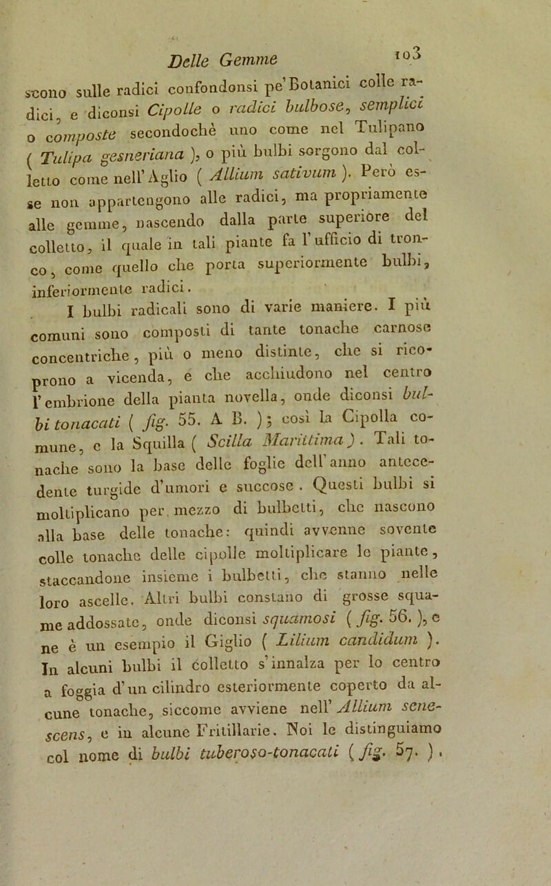 scono sulle radici confondonsi pe Botanici colle ra- dici, e diconsi Cipolle o radici bulbose, semplice o composte secondochè uno come nel Tulipano ( Tulipci gesneriana ), o più bulbi sorgono dal col- letto come nell’Aglio ( AUium sativum). Però es- se non appartengono alle radici, ma propriamente alle gemme, nascendo dalla parie superiore del colletto, il quale in tali piante fa 1 ufficio di tron- co, come quello che porta superiormente bulbi, inferiormente radici. I bulbi radicali sono di varie maniere. I più comuni sono composti di tante tonache carnose concentriche, più o meno distinte, che si rico- prono a vicenda, e che acchiudono nel centro l’embrione della pianta novella, onde diconsi bul- bi tonacati ( fig• 55. A B. ) ; così La Cipolla co- mune, c la Squilla ( Scilla Marittima). Tali to- nache sono la base delle foglie dell’anno antece- dente turgide d’umori e succose . Questi bulbi si moltiplicano per mezzo di bulbctti, clic nascono alla base delle tonache: quindi avvenne sovente colle tonache delle cipolle moltiplicare le piante, staccandone insieme i balbetti, clic stanno nelle loro ascelle. Altri bulbi constano di grosse squa- me addossate, onde diconsi squamosi ( fig. 56. ), c ne è un esempio il Griglio ( Lilium candidimi ). In alcuni bulbi il colletto s’innalza per lo centro a foggia d’un cilindro esteriormente coperto da al- cune tonache, siccome avviene nell 'AUium scne- scens, e in alcune Fritillarie. INoi le distinguiamo col nome di bulbi tuberoso-tonacati [fig. Sq. ),