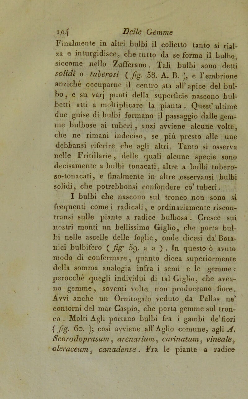 Finalmente in altri bulbi il colletto tanto si rial- za e inturgidisce, che tutto da se forma il bulbo, siccome nello Zafferano. Tali bulbi sono detti solidi o tuberosi ( fig. 58. A. B. ), c l’embrione anziché occuparne il centro sta all’ apice del bul- bo , e su varj punti della superficie nascono bul- betti atti a moltiplicare la pianta, Quest’ultime due guise di bulbi formano il passaggio dalle gem- me bulbose ai tuberi , anzi avviene alcune volte, che ne rimani indeciso, se più presto alle une debbansi riferire che agli altri. Tan'o si osserva nelle Fritillarie, delle quali alcune specie sono decisamente a bulbi tonacati, altre a bulbi tubero- so-tonacati, e finalmente in altre vosservansi bulbi solidi, che potrebbonsi confondere co’tuberi. I bulbi che nascono sul tronco non sono si frequenti cornei radicali, e ordinariamente riscon- tratisi sulle piante a radice bulbosa . Cresce sui nostri monti un bellissimo Giglio, che porta bul- bi nelle ascelle delle foglie, onde dicesi da’ Bota- nici bulbifero ( fig1 59. a a ). In questo ò avuto modo di confermare , quanto dicea superiormente della somma analogia infra i senti e le gemme : perocché quegli individui di tal Giglio, che avea- no gemme, soventi volle non proditceano fiore. Avvi anche un Ornitogalo veduto da Pallas ne’ contorni del mar Caspio, che porta gemme sul tron- co . Molti Agli portano bulbi fra i gambi de’fiori ( fig. 60. cosi avviene all’Aglio comune, agli A. Scorodoprasum, arenarium, cannatimi, lineale, oleraceumj canadense. Fra le piante a radice