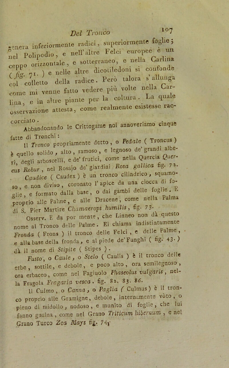 •«nera inferiormente radici, superiormente foglie; nel Polipodio, e nell'altro Felci europee e un ceppo orizzontale, e sotterraneo, e nella Carlina ) e nelle altre dicotiledoni s, confonde col colletto della radice. Però talora s allunga come mi venne fatto vedere piu volte nella Cai lina, e in altre piante per la coltura. La quale osservazione attesta, come realmente esistesse rac- 101 Abbandonando le Crittogame noi annoveriamo cinque propriamente detto, o Pedale ( Tronco*) a anello solido, alto, ramoso, e legnoso de'grandi albe- ri degli arboscelli, e de'frutici, come nella Quercia Cucr- ’ Robur , nel Rosajo de'giardini Rosa gallica fig. 7». Caudice ( Canto) è un tronco cilindrico, squamo- so , e non diviso , coronato 1’ apice da una cocca di 0- otic e formato dalla base, o dai gambi delle foglie, r. proprio alle Palme, e alle Dracene, come nella Palma di S. Pier Martire Chamaerops humilis , fig- 73-^ Osserv. E da por mente , che Linneo non dà questo nome al Tronco delle Palme. Ei chiama indistintamente Fronda ( Frons ) il tronco delle Felci , e delle Palme , e alla base della fronda, e al piede de’Funghi ( fig- 43-) dà il nome di Stipite ( Stipes ) . Fusto, o Caule, o Stelo ( Caulis ) è il tronco delle erbe, sottile, e debole, e poco alto, ora semilegnoso, ora erbaceo, come nel Fagiuolo Phaseolus vulgans , nel- la Fragola Fragaria vesca. fig. 3*. 83. S6. li Culmo, o Canna , o Paglia ( Culmus) è il tron- co proprio alle Gramigne, debole, internamente vóto, o pieno di midollo, nodoso , e munito di foglie, che lui l'anno guaina , come nel Grano Triticum hibcraum , c nel Grano Turco Zea May* fig. 74j-