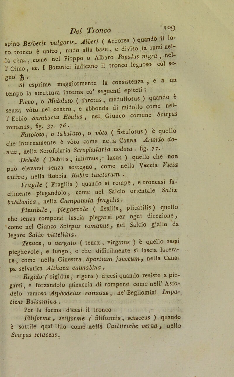 spino Berberis vulgaris. Alberi ( Arbores ) quando il lo ro tronco è unico, nudo alla base , e diviso in rami ne- la cima , come nel Pioppo o Albaro Populus mgra , nel- 1- olmo, ec. I Botanici indicano il tronco legnoso col se- gno 'fj . Si esprime maggiormente la consistenza , e a tempo la struttura interna co' seguenti epiteti : Pieno, o Midoloso ( farctus, medullosus ) quando senza vóto nel centro , e abbonda di midollo come ne - V Ebbio Sambucus Ebulus , nel Giunco comune Scirpus romanus, fig. 37- 76- Fistoloso, o tabulato, o vóto ( fistulosus ) e quello che internamente è vóto come nella Canna Arundo do- nax, nella Scrofolaria Scrophularia nodosa, fìg. 7 7- Debole ( Debilis, infirmus,* laxus ) quello che non può elevarsi senza sostegno, come nella Veccia Vicia sativa, nella Robbia Rabia tinctorum . Fragile ( Fragilis ) quando si rompe , e troncasi fa- cilmente piegandolo, come nel Salcio orientale Salix babilonica, nella Campanula fragilis. Flessibile , pieghevole ( flexilis, plicatilis) quello che senza rompersi lascia piegarsi per ogni direzione, 'come nel Giunco Scirpus romanus, nel Salcio giallo da legare Salix vittellina. Tenace, o vergato ( tenax , virgatus ) è quello assai pieghevole , e lungo , e che difficilmente si lascia lacera- re, come nella Ginestra Spartium junceum, nella Cana- pa selvatica Althaea cannabina. Rigido ( rigidus, rigens) dicesi quando resiste a pie- garsi, e forzandolo minaccia di rompersi come nell’Asfo- delo ramoso Asphodelus ramosus , ne’ Begliomini Impa- tiens Balsamina. Per la forma dicesi il tronco Filiforme , setiforme ( filiformi, setaceus ) quando è sottile qual filo come nella Callitriche verna t nello Scirpus setaceus.