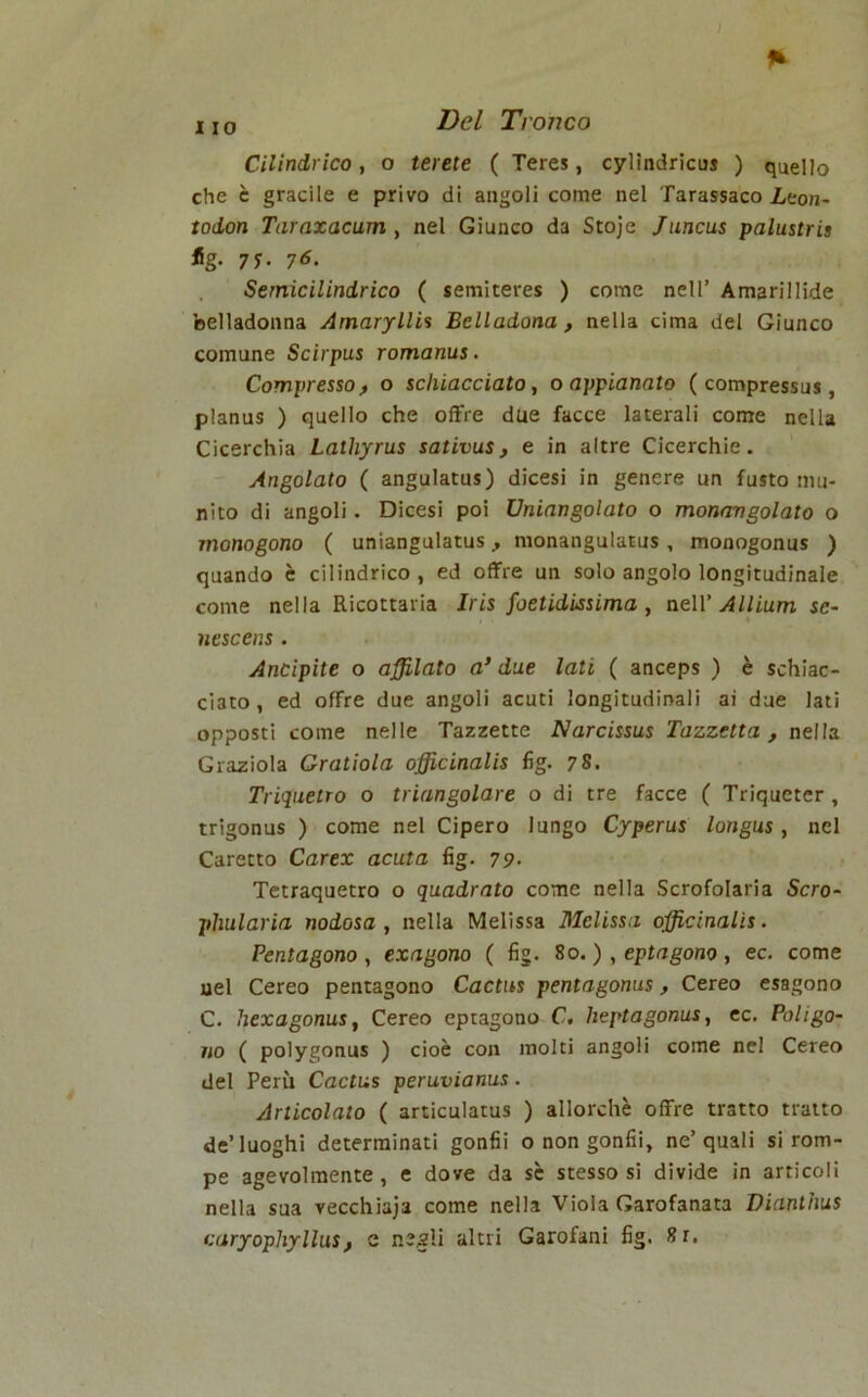 I IO Cilindrico, o terete ( Teres, cylindricus ) quello che è gracile e privo di angoli come nel Tarassaco Lton- todon Taraxacum , nel Giunco da Stoje Juncus palustris fig. 77. 76. Semicilindrico ( semiteres ) come nell’ Amarillide belladonna Arnaryllis Bell adona , nella cima del Giunco comune Scirpus romanus. Compresso, o schiacciato, o appianato ( compressus, planus ) quello che offre due facce laterali come nella Cicerchia Lalhyrus sativus, e in altre Cicerchie. Angolato ( angulatus) dicesi in genere un fusto mu- nito di angoli. Dicesi poi Uniangolato o monavgolato o monogono ( uniangulatus, monangulatus , monogonus ) quando è cilindrico , ed offre un solo angolo longitudinale come nella Ricottaria Iris foelidissima, nell’ Allium se- nescens . Ancipite o affilato a’ due lati ( anceps ) è schiac- ciato, ed offre due angoli acuti longitudinali ai due lati opposti come nelle Tazzette Narcissus Tazzetta, nella Graziola Gratiola officinalis fig. 7S. Triquetro o triangolare o di tre facce ( Triqucter , trigonus ) come nel Cipero lungo Cyperus longus, nel Caretto Carex acuta fig. 79- Tetraquetro o quadrato come nella Scrofolaria Scro- phularia nodosa , nella Melissa Melissa officinalis. Pentagono, exagono ( fig. 80.) , eptagono, ec. come nel Cereo pentagono Cactus pentagonus , Cereo esagono C. hexagonus, Cereo eptagono C. heptagonus, ec. Poligo- no ( polygonus ) cioè con molti angoli come nel Cereo del Perù Cactus peruvianus. Articolato ( articulatus ) allorché offre tratto tratto de’luoghi determinati gonfii o non gonfii, ne’quali si rom- pe agevolmente, e dove da se stesso si divide in articoli nella sua vecchiaja come nella Viola Garofanata Dianthus caryophyllust c negli altri Garofani fig. 8r.