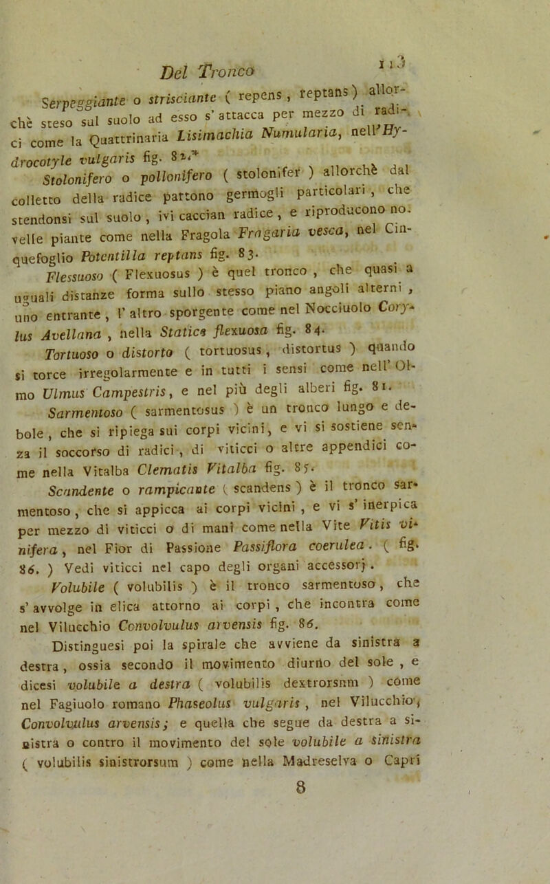 strisciante ( repens, reptans ) allor- ad esso s’attacca per mezzo di radi- ca Lisimachia Numularia, neWHy- colletto della radice partono germogli particolar. , che stendonsi sul suolo , ivi caccian radice , e riproducono no. velie piante come nella Fragola Fragaria vesca, nel Cin- quefoglio Potentina reptans fìg. 83. Flessuoso ( Flexuosus ) è quel tronco , che quasi a uguali distanze forma sullo stesso piano angoli alterni , uno entrante, l’altro sporgente come nel Nocciuolo CoYy* lus Avellana , nella Statici flexuosa fig. 84. Tortuoso o distorto ( tortuosus, distortus ) quando si torce irregolarmente e in tutti i sensi come nell’ Ol- mo Ulmus Campestris, e nel più degli alberi fig. 81. Sarmentoso ( sarmentosus ) è un tronco lungo e de- bole , che si ripiega sui corpi vicini, e vi si sostiene sen- za il soccorso di radici , di viticci o altre appendici co- me nella Vitalba Clematis Vitalba fig. 8y.- Scandente o rampicante (. scandens ) è il tronco sar- mentoso , che si appicca ai corpi vicini , e vi s inerpica per mezzo di viticci o di mani come nella Vite Vitis vi* nifera, nel Fior di Passione Passiflora coerulea. ( fig. Sé. ) Vedi viticci nel capo degli organi accessori . Volubile ( volubilis ) è il tronco sarmentoso, che s’ avvolge in elica attorno ai corpi , che incontra come nel Vilucchio Ccnvolvulus arvensis fig. 86. Distinguesi poi la spirale che avviene da sinistra a destra , ossia secondo il movimento diurno del sole , e dicesi volubile a destra ( volubilis dextrorsnm ) come nel Fagiuolo romano Phaseolus vulgaris , nel Vilucchio'* Convolvulus arvensis; e quella che segue da destra a si- nistra o contro il movimento del sole volubile a sinistra ( volubilis sinistrorsum ) come nella Madreselva 0 Capri 8