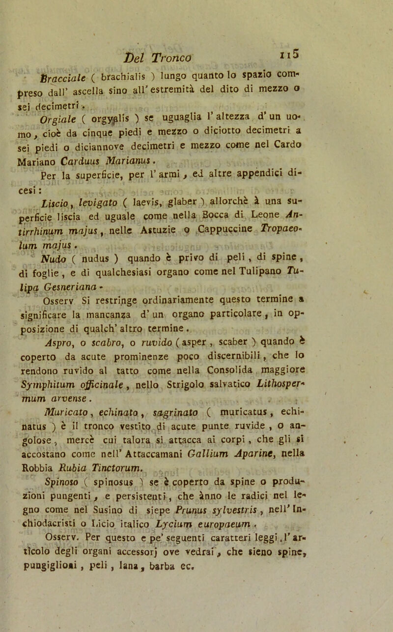 Hraccidie ( brachiaiis ) lungo quanto lo spazio com- preso dall’ ascella sino all’estremità del dito di mezzo o sei decimetri. Orgiale ( orgyplis ) se uguaglia l’altezza d’un uo- mo , cioè da cinque piedi e mezzo o diciotto decimetri a sei piedi o diciannove decimetri e mezzo come nel Cardo Mariano Carduus Marianus. Per la superficie, per 1’ armi , ed altre appendici di- cesi : Liscio, levigato ( laevis, glaber ) allorché à una su- perficie liscia ed uguale come nella Bocca di Leone An- tirrhinum majus, nelle Astuzie o Cappuccine Tropaeo- lum majus . Nudo ( nudus ) quando è privo di peli , di spine , di foglie , e di qualchesiasi organo come nel Tulipano Tu- lipa Gesneriana - Osserv Si restringe ordinariamente questo termine a significare la mancanza d’ un organo particolare, in op- posizione di qualch’altro termine. Aspro, o scabro, o ruvido ( asper , scaber ) quando è coperto da acute prominenze poco discernibili, che Io rendono ruvido al tatto come nella Consolida maggiore Symphitum officinale, nello Strigolo salvatico Lithosper- mum arvense. . . Muricato, echinato, sagrinato ( muricatus , echi- natus ) è il tronco vestito di acute punte ruvide , o an- golose , mercè cui talora si attacca ai corpi , che gli si accostano come nell’ Attaccamani Gallium Aparine, nella Robbia Rubia Tinctorum. Spinoso ( spinosus 1 se è coperto da spine o produ- zioni pungenti, e persistenti, che anno le radici nel le- gno come nel Susino di siepe Prunus sylvestris , nell' In- chiodacristi o Lido italico Lycium europaeum . Osserv. Per questo e pe’seguenti caratteri leggi.l’ar- tìcolo degli organi accessori ove vedrai, che sicno spine, pungiglioai , peli , lana, barba ec.