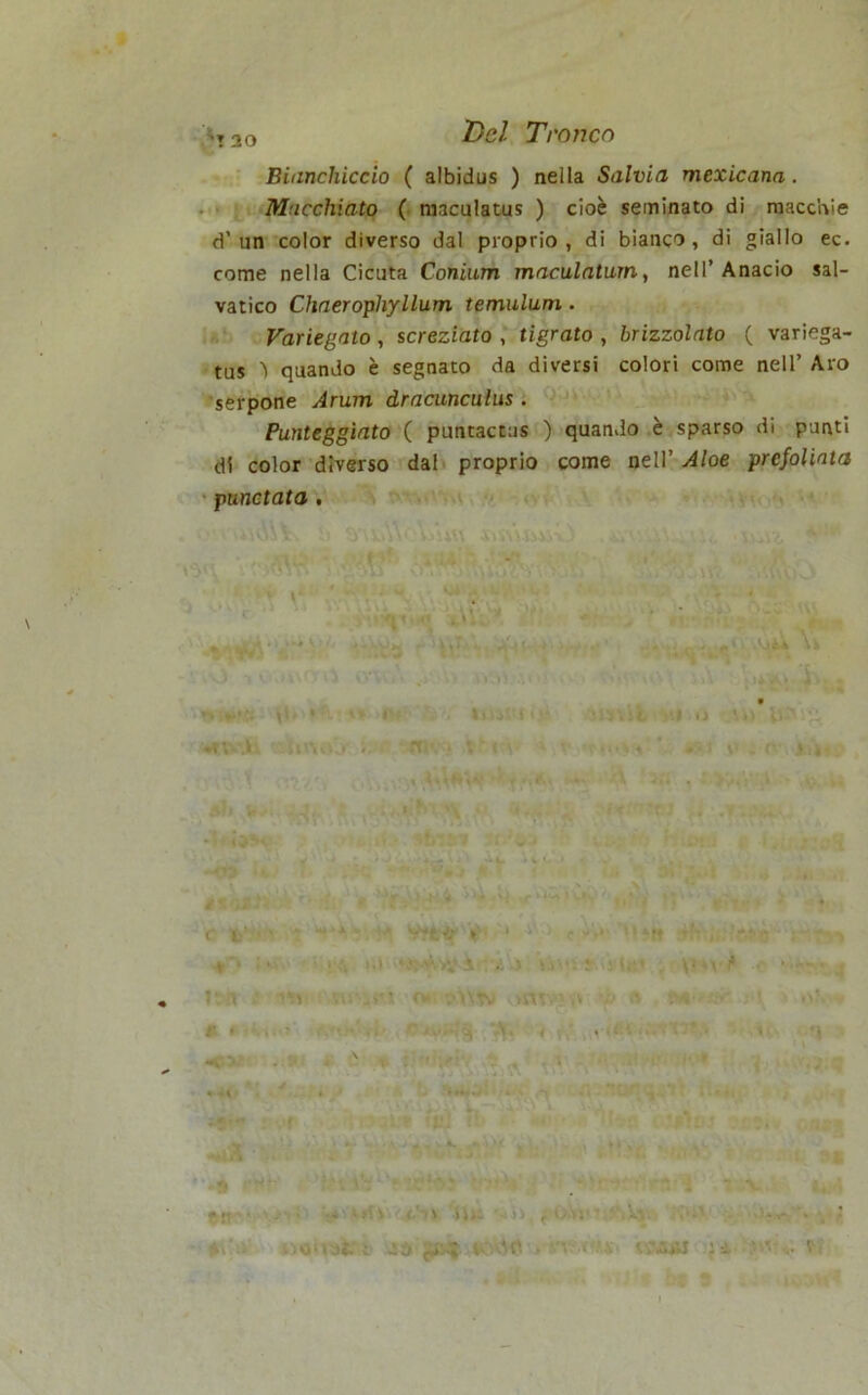 >13o Z)e/ Tronco Bianchiccio ( albidus ) nella Salvia mexicana. Macchiato ( maculatus ) cioè seminato di macchie d’un color diverso dal proprio, di bianco, di giallo ec. come nella Cicuta Conium maculaturn, nell’Anacio sal- vatico Chaerophyllum temulum. Variegato , screziato , tigrato , brizzolato ( variega- tus ’i quando è segnato da diversi colori come nell’ Aro serpone Arum dracunculus . Punteggiato ( puntactas ) quando è sparso di punti di color diverso dal proprio come nell’ Aloe prcfoliata punctata . Kiv , «Ut,?. t! ' * .• ...... V U*VJi ,»» »> 10 5 ' r \+> v. ■. !»iUUi|l 3: • urne. H ii vv> littori , v lix\ v> j 'i j rr* • x * ( \ v >*.•> i ' - I V . f J,« <>r*'y r»^ t'** ' x - • « . » v;. » 5|j * - *9$ ** JlJ r» t; ‘ 'a ‘f V# «f^V*v ) *‘:T • C i • * •. ^ *»J •' ’M *ft >7 *■* k*.  * « • >>•* 3 u-’. ^ Ita : rth: o* vKCHv? ^ X> !S ''A'» 1 |\l II .-i' A* i rv',„, ■i#< * iti *i . ■ . ' > : • • . . •« -IIWW ii- lv ♦ iti» L . -, : vf -usqùi tu, n a narrili ji««, ì) fi * * •*_. • * ■ ■' ffìjjf v A ‘*9 c* * * : - -V ». . . -* 1 »1 V'■'i/iv iju ■ il ;0,Vj>r ' Av HW> 0-*. '• , «oh ut ir 4d ,«■ CSA» là.