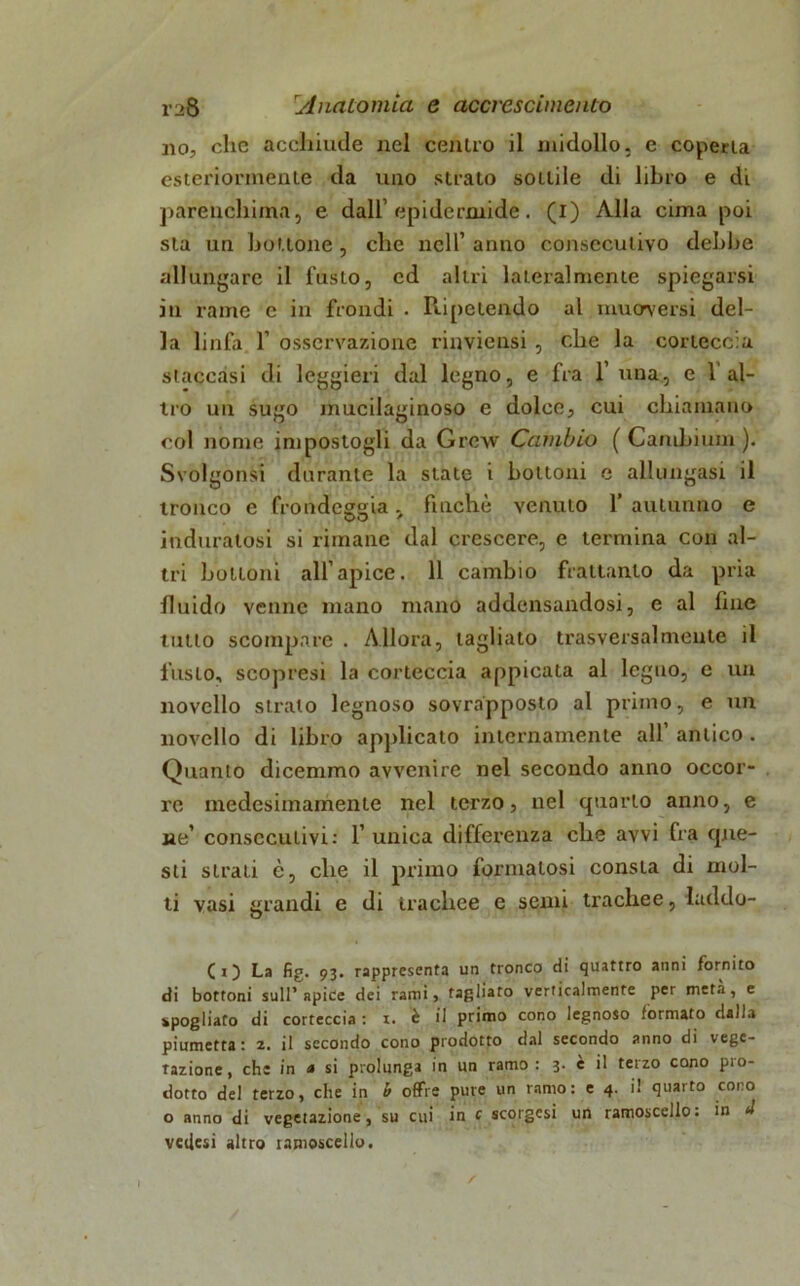 no, clic acchiude nel cenlro il midollo, e coperta esteriormente da uno strato sottile di libro e di parenchima, e dall’epidermide. (I) Alla cima poi sta un bottone , che nell’ anno consecutivo debbe allungare il fusto, cd altri lateralmente spiegarsi in rame e in fiondi . Ripetendo al mucrversi del- la linfa 1’ osservazione rinviensi , che la cortecce staccasi di leggieri dal legno, e fra 1’ una, e l'al- tro un sugo mucilaginoso e dolce, cui chiamano col nome impostogli da Grcw Cambio ( Cambium ). Svolgonsi durante la state i bottoni e allungasi il tronco e frondeggia. finché venuto 1 autunno e induratosi si rimane dal crescere, e termina con al- tri bottoni all’apice. 11 cambio frattanto da pria fluido venne mano mano addensandosi, e al line tutto scompare . Allora, tagliato trasversalmente il fusto, scopresi la corteccia appicata al legno, e un novello strato legnoso sovrapposto al primo, e un novello di libro applicalo internamente all’ antico . Quanto dicemmo avvenire nel secondo anno occor- re medesimamente nel terzo, nel quarto anno, e ne’ consecutivi: 1’ unica differenza che avvi fra que- sti strati è, che il primo formatosi consta di mol- ti vasi grandi e di trachee e semi trachee, laddo- (O La fig. 93. rappresenta un tronco di quattro anni fornito di bottoni sull’ apice dei rami, tagliato verticalmente per meta , e spogliato di corteccia : r. è il primo cono legnoso formato dalla piumetta : a. il secondo cono prodotto dal secondo anno di vege- tazione, che in a si prolunga in un ramo: 3. è il terzo cono pro- dotto del terzo, che in b offre pure un ramo: e 4. il quarto cono o anno di vegetazione, su cui in c scorgesi un ramoscello: in J veilcsi altro ramoscello.