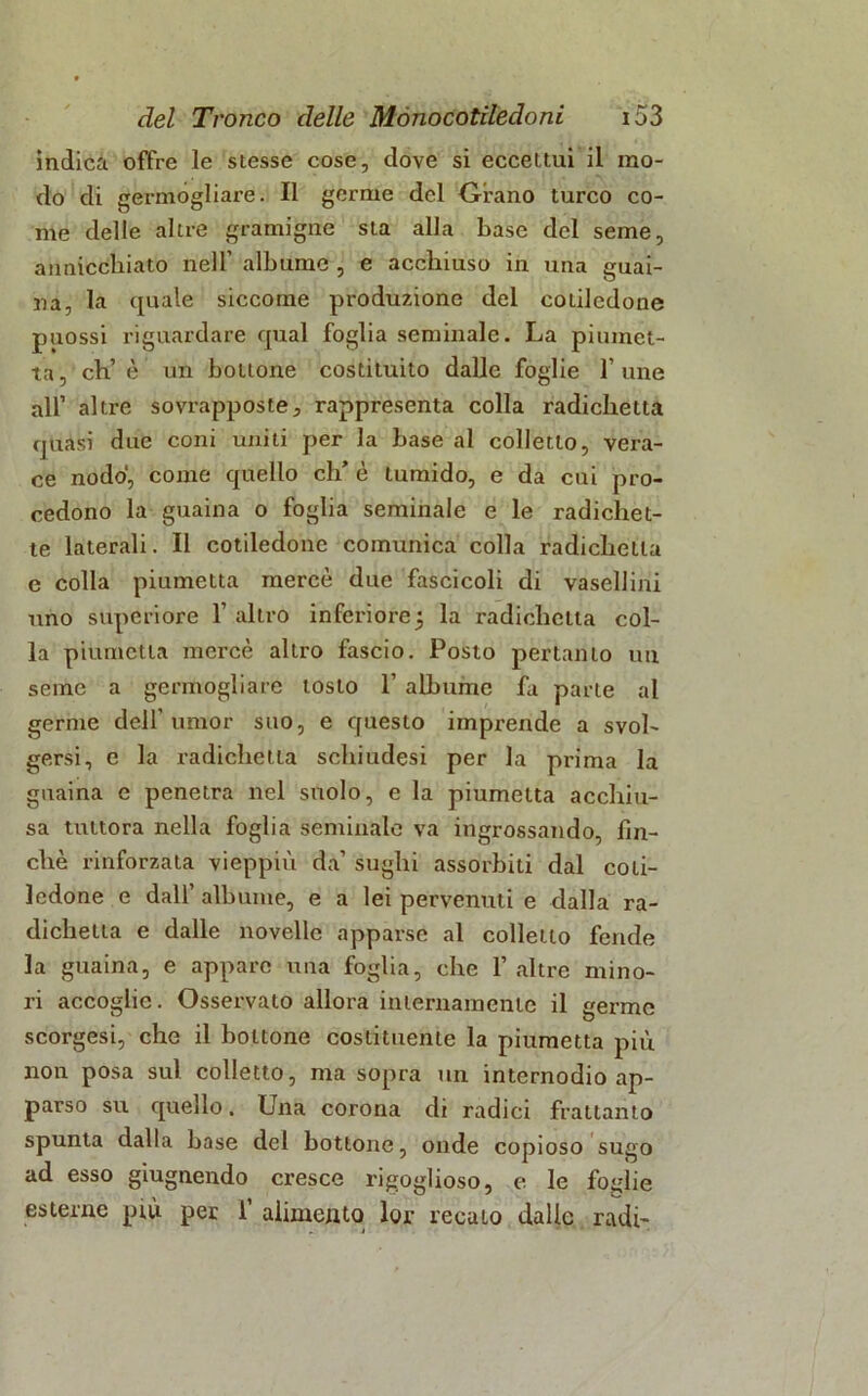 indica offre le stesse cose, dove si eccettui il mo- do di germogliare. Il germe del Orano turco co- me delle altre gramigne sta alla base del seme, annicckiato nell’ albume , e acchiuso in una guai- na, la quale siccome produzione del cotiledone puossi riguardare qual foglia seminale. La piumet- ta, eh’è un bottone costituito dalle foglie 1’ mie all’ altre sovrapposte, rappresenta colla radichetta quasi due coni uniti per la base al colletto, vera- ce nodo, come quello eh’ è tumido, e da cui pro- cedono la guaina o foglia seminale e le radichet- te laterali. Il cotiledone comunica colla radichetta e colla piumetta mercè due fascicoli di vasellini uno superiore l’altro inferiore5 la radichetta col- la piumetta mercè altro fascio. Posto pertanto un seme a germogliare tosto 1’ albume fa parte al germe dell' umor suo, e questo imprende a svol- gersi, e la radichetta schiudesi per la prima la guaina e penetra nel snolo, e la piumetta acchiu- sa tuttora nella foglia seminale va ingrossando, fin- ché rinforzata vieppiù da’ sughi assorbiti dal coti- ledone e dall’ albume, e a lei pervenuti e dalla ra- dichila e dalle novelle apparse al colletto fende la guaina, e appare una foglia, che 1’altre mino- ri accoglie. Osservato allora internamente il germe scorgesi, che il bottone costituente la piumetta più non posa sul colletto, ma sopra un internodio ap- parso su quello. Una corona di radici frattanto spunta dalla base del bottone, onde copioso sugo ad esso giugnendo cresce rigoglioso, e le foglie esterne più per 1’ alimento lor recato dalle radi- . i