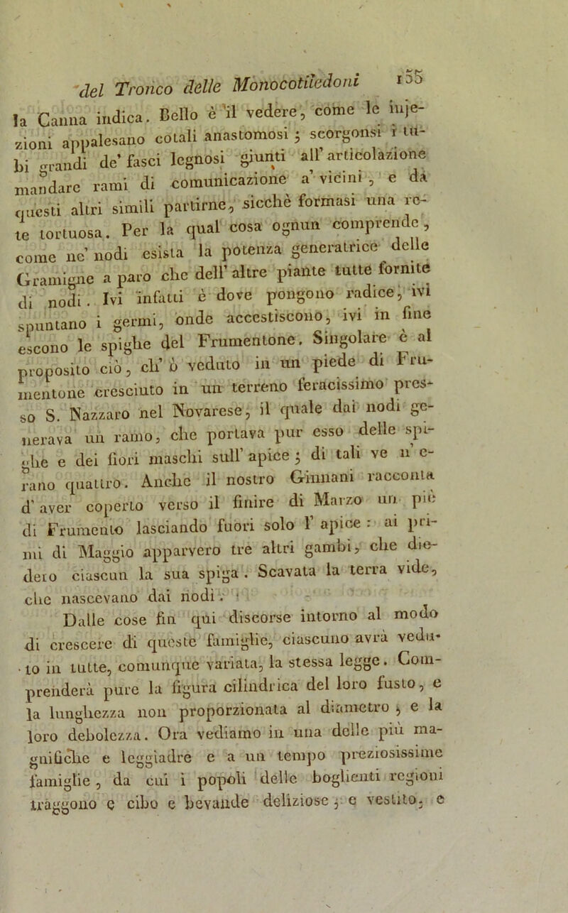 la Canna indica. Bello è il vedere, come le inje- 7ioni appalesano coLali Anastomosi 5 seorgomi r la- bi «tritìidi de’fasci legnosi giunti all’articolazione mandare rami di comunicazione a vieni. , e da questi altri simili partirne, sicché formasi una re- te tortuosa. Per la qual cosa ognun comprende, come ne nodi esista la potenza generatrice delle Gramigne a paro che dell’altre piante tutte fornite di nodi. Ivi infatti è dove pongono radice; ivi spuntano i germi, onde accestiscono, ivi in fine escono le spighe del Frumentone. Singolare e al proposito ciò, ch’ò veduto in un piede di Fru- mentone cresciuto in un terreno feracissimo pres- so S. Nazzaro nei Novarese, il quale dai nodi ge- nerava un ramo, che portava pur esso delle spi- ghe e dei fiori maschi sull’ apice ; di tali ve u c- rano quattro. Anche il nostro Giuliani racconta d’aver coperto verso il finire di Marzo un pie di Frumento lasciando fuori solo l’apice: at pri- mi di Maggio apparvero tre altri gambi, che die- dero ciascun la sua spiga . Scavata la terra vide, clic nascevano dai nodi. • Dalle cose fin qui discorse intorno al modo di crescere di queste famiglie, ciascuno avra vedu- to in tutte, comunque variata, la stessa legge. Com- prenderà pure la figura cilindrica del loro fusto, e la lunghezza non proporzionala al diametro ^ e la loro debolezza. Ora vediamo in una delle più ma- gnifiche e leggiadre e a un tempo preziosissime famiglie, da cui i popoli delle boglienti legioni traggono e cibo e bevande deliziose , e vestito, e