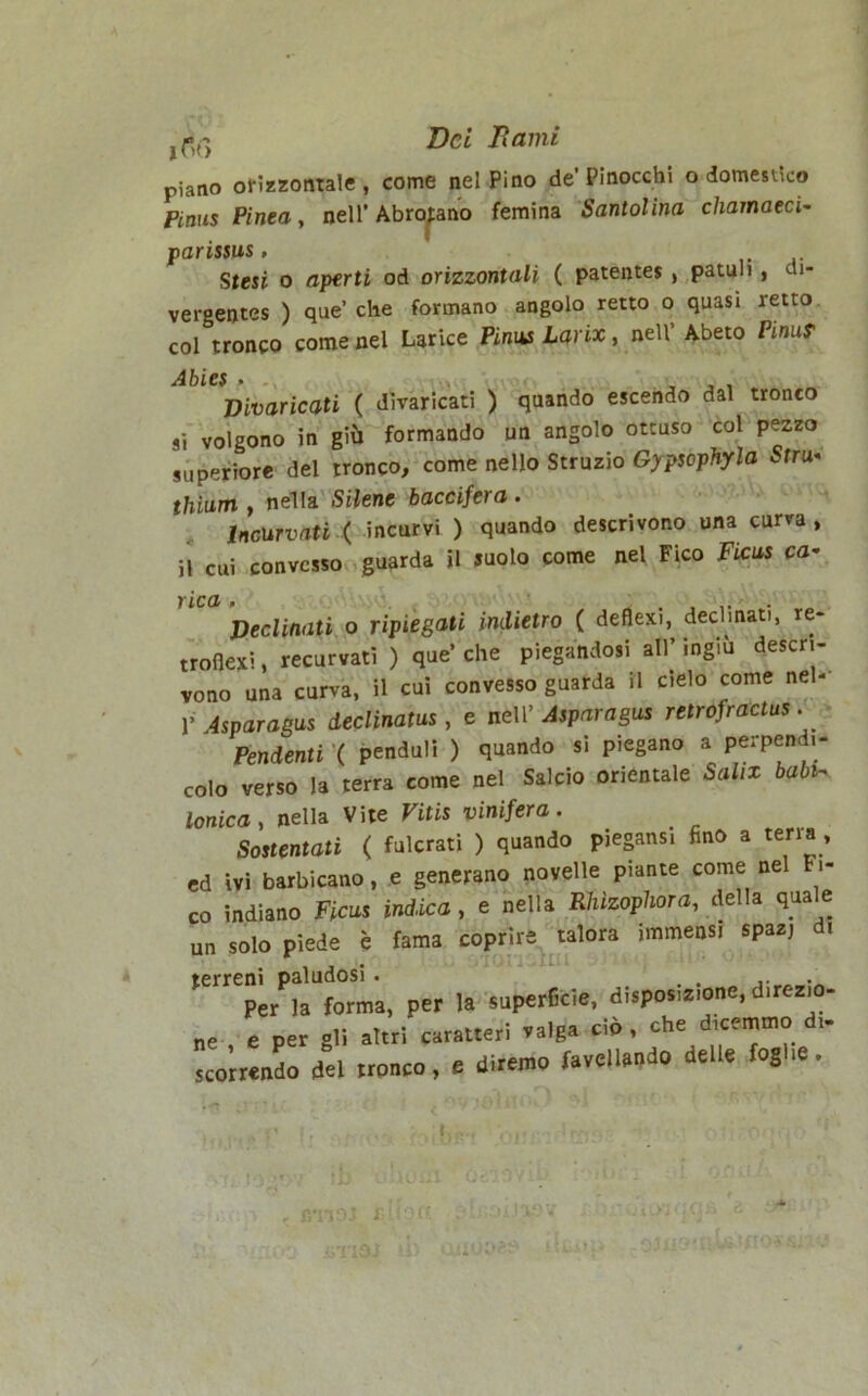 Bel Bami piano orizzontale , come nel Pino de’ Pinocchi o domestico Pinus Pinea, nell’Abrotano femina Santolina chamaeci- parissus, Stesi o aperti od orizzontali ( patente? , patuli , L •* vergentes ) que’ che formano angolo retto o quasi retto col tronco come nel Larice Pini* Larix, nell’ Abeto Pinuf Abies . , , , Divaricati ( divaricati ) quando escendo dal tronco si volgono in giù formando un angolo ottuso col pezzo superiore del tronco, come nello Struzio Gypscphyla Stru- thium , nella Silene baccifera . Incurvati ( incurvi ) quando descrivono una curva, il cui convesso guarda il suolo come nel Fico Ficus ca- rica . . Declinati o ripiegati indietro ( deflexi, decimati, re- troflexi, recurvati ) que’ che piegandosi all’ ingiù descri- vono una curva, il cui convesso guarda il cielo come nel- 1’ Asparagi declinata , e nell’ Asparagus retrofraelus. Pendenti ( penduti ) quando si piegano a perpendi- colo verso la terra come nel Salcio orientale Salix babi- lonica, nella Vite Vitis vinifera. Sostentati ( fulcrati ) quando piegansi fino a rena , ed ivi barbicano, e generano novelle piante come nel Fi- co indiano Ficus indica, e nella Rluzophora, del a qua e un solo piede è fama coprire talora immensi spaz, di terreni paludosi . . Per la forma, per la superficie, disposizione, direzio- ne , e per gli altri caratteri valga .li , clr,sidice)- !.. scorrendo del tronco, e diremo favellando delle foghe. «nè.! il»r: Mn.Oi.ixov - ìflvai lióoeo CJ