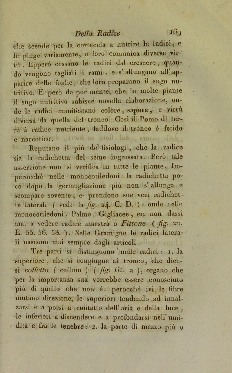 f Della Radice 1% clic scénde per la corteccia a nutrire le radici, e le pinge variamente, e loro comunica diverse vir- tù . Epperò cessano le radici dal crescere , quan- do vengono tagliati i rami , e s’ allungano all’ ap- parire delle foglie, che loro preparano il sugo nu- tritivo. È però da por mente, che in molte piante il sugo nutritivo subisce novella elaborazione, on- de le radici manifestano colore, sapore, e virtù diversa da quella del tronco. Così il Pomo di ter- ra à radice nutriente, laddove il tronco è fetido m on e narcotico. Reputano il più de’ fisiologi , che la radice sia la radichetta del seme ingrossata. Però tale asserzione non si verifica in tutte le piante. Im- perocché nelle monocotiledoni la radichetta po- co dopo la germogliazione più non s’ allunga e scompare sovente , e- prendono sue veci radichet- te laterali ( vedi la Jìg. C. D. ) : onde nelle monocotiledoni, Palme, Gigliacee , ec. non dassi mai a vedere radice maestra o Fittone ( fig. 22. E. 55. 56. 58. ). Nelle Gramigne le radici latera- ' li nascono mai sempre dagli articoli . Tre parti si distinguono nelle radici : 1. la superiore, che si congiugne al tronco, che dicc- si colletto ( collum ) ( fig. 61. a ), organo che per la importanza sua vorrebbe essere conosciuto più di quello che non è; perocché ivi le libre mutano direzione, le superiori tendendo ad innal- zarsi e a porsi a contatto dell’ aria c della luce ., le inferiori a discendere e a profondarsi nell’umi- dità e fra le tenebre : 2. la parte di mezzo più o