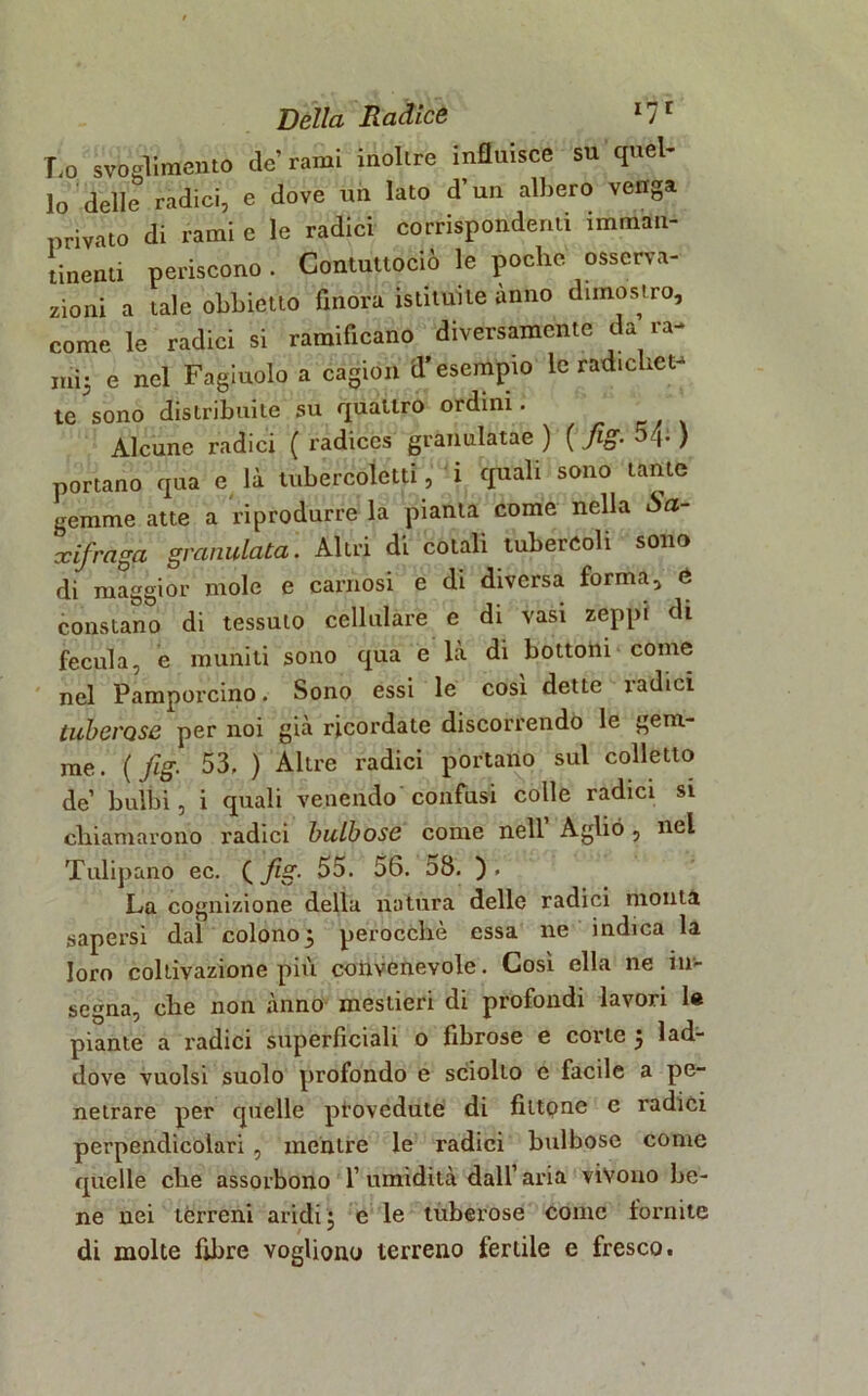 Lo svoglimene de’rami inoltre influisce su quel- lo delle radici, e dove un lato d’un albero venga privato di rami e le radici corrispondenti imman- tinenti periscono. Contuttociò le poche osserva- zioni a tale obbietto finora istituite anno dimostro, come le radici si ramificano diversamente «a ra- jiii* e nel Fagiuolo a cagion d’esempio le radiche** te sono distribuite su quattro ordini. Alcune radici ( radices granulatae ) ( fig. 54- ) portano qua e là tubercolati, i quali sono tante gemme atte a riprodurre la pianta come nella Sa- xifraga granulata. Altri di cotali tubercoli sono di maggior mole e carnosi e di diversa forma, e constano di tessuto cellulare e di vasi zeppi di fecula, e muniti sono qua e là di bottoni come nel Pamporcino. Sono essi le così dette radici tuberose per noi già ricordate discorrendo le gem- me. {fig. 53. ) Altre radici portano sul colletto de’ bulbi, i quali venendo confusi colle radici si chiamarono radici bulbose come nell’ Aglio, nel Tulipano ec. ( fig. 55. 56. 58. ). La cognizione della natura delle radici monta sapersi dal colono3 perocché essa ne indica la loro coltivazione più convenevole. Così ella ne in- segna, che non anno mestieri di profondi lavori le piante a radici superficiali o fibrose e corte 5 lad- dove vuoisi suolo profondo e sciolto e facile a pe- netrare per quelle provedute di fittone c radici perpendicolari , mentre le radici bulbose come quelle che assorbono 1’ umidità dall’ aria vivono be- ne nei terreni aridi: e le tuberose come fornite di molte fibre vogliono terreno fertile e fresco.