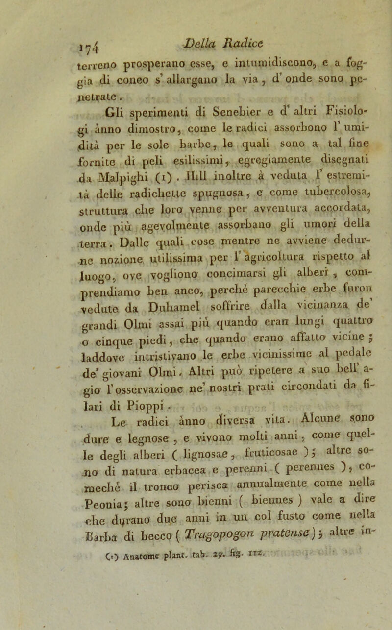 terreno prosperano esse, e intumidiscono, e a fog- già di coneo s’ allargano la via , d’ onde sono pe- netrate . Gli sperimenti di Senebier e d’ altri Fisiolo- gi anno dimostro, come le radici assorbono 1 umi- dità per le sole barbe, le quali sono a tal fine fomite di peli esilissimi, egregiamente disegnati da Malpigli! (i) . lidi inoltre à veduta V estremi- tà delle radichette spugnosa, e come tubercolosa, struttura che loro venne per avventura accordala, onde più agevolmente assorbano gli umori della terra. Dalle quali cose mentre ne avviene dedur- ne nozione utilissima per 1’ agricoltura rispetto al luogo, ove vogliono concimarsi gli alberi , com- prendiamo ben anco, perchè parecchie erbe furori vedute da Duhamel soffrire dalla vicinanza de’ grandi Olmi assai più quando eran lungi quattro o cinque piedi, che quando erano afluiio vicine , laddove intristivano le erbe vicinissime al pedale de’ giovani Olmi < Altri può ripetere a suo bell’ a- gio l’osservazione ne’ nostri prati circondati da fi- lari di Pioppi - Le radici anno diversa vita. Alcune sono dure e legnose , e vivono molti anni, come quel- le degli alberi ( lignosae, fruticosae ) 5 altre so- jno di natura erbacea e perenni ( perennes ), co- raeché il tronco perisca annualmente come nella Peonia5 altre sono bienni ( biennes ) vale a dire che dorano due anni in un col fusto come nella Barba di becco ( Tragopogon pratensealtre in- CO Anatome piatir, tab. ap.