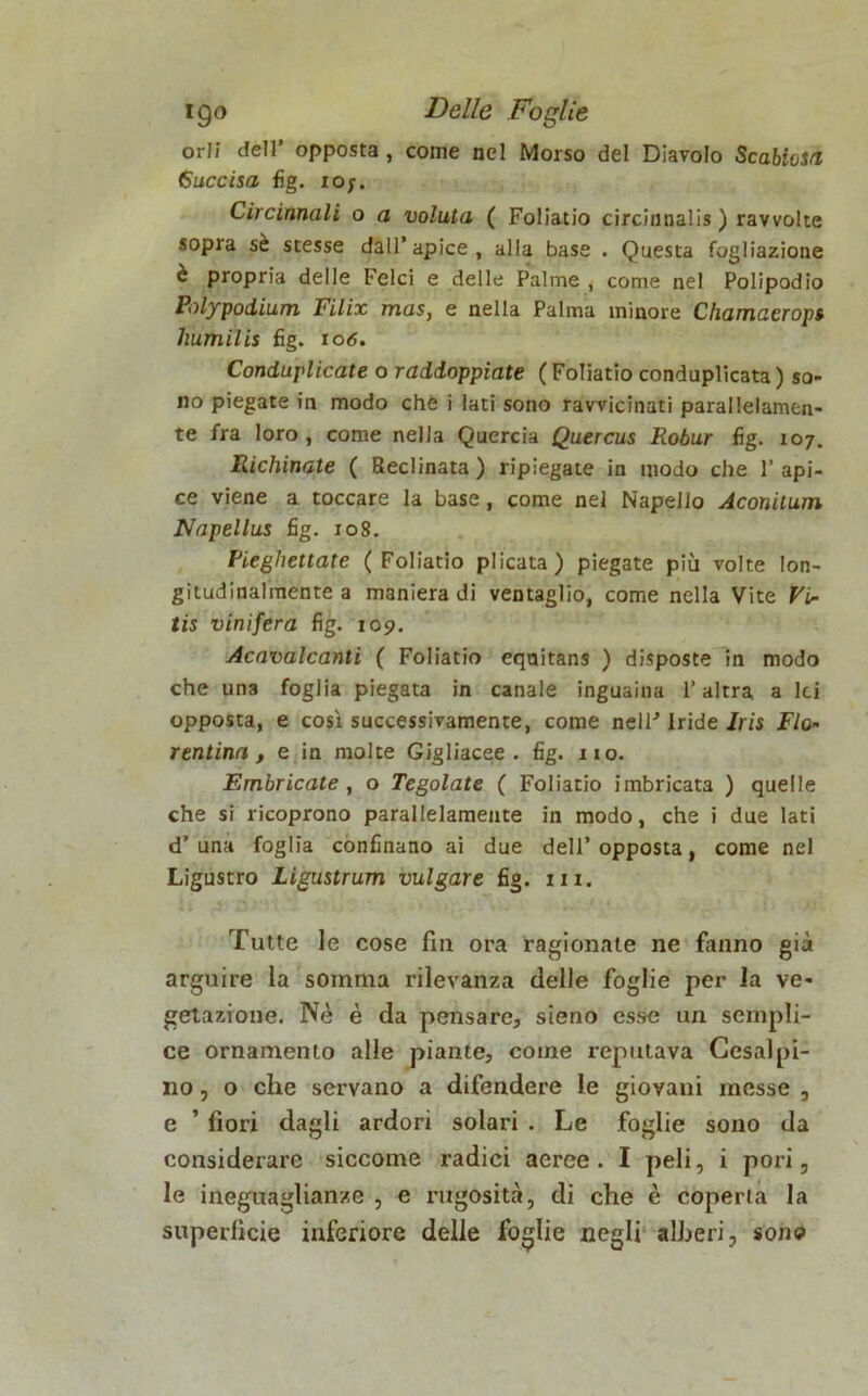 orli dell’ opposta , come nel Morso del Diavolo Scabiosa Succisa, fig. io;. Circinnali o a voluta ( Foliatio circinnalis ) ravvolte sopra sè stesse dall’apice, alla base . Questa fogliazione e propria delle Felci e delle Palme , come nel Polipodio Polypodium Filix mas, e nella Palma minore Chamaerops humilis fig. io6. Conduplicate o raddoppiate ( Foliatio conduplicata ) so- no piegate in modo che i lati sono ravvicinati parallelamen- te fra loro , come nella Quercia Quercus Robur fig. 107. Richinate ( Reclinata) ripiegate in modo che l’api- ce viene a toccare la base, come nel Napello Aconilum Napellus fig. 108. Pieghettate (Foliatio plicata) piegate più volte lon- gitudinalmente a maniera di ventaglio, come nella Vite Vi- tis vinifera fig. 109. Acavalcanti ( Foliatio eqaitans ) disposte in modo che una foglia piegata in canale inguaina l’altra, a lei opposta, e così successivamente, come nelF iride Iris Fio- rentina , e in molte Gigliacee . fig. no. Embricate, o Tegolate ( Foliatio imbricata ) quelle che si ricoprono parallelamente in modo, che i due lati d’una foglia confinano ai due dell’opposta, come nel Ligustro Ligustrum vulgare fig. in. Tutte le cose fin ora ragionate ne fanno già arguire la somma rilevanza delle foglie per la ve- getazione. Nè è da pensare, sieno esse un sempli- ce ornamento alle piante, come reputava Cesai pi- no , o che servano a difendere le giovani messe , e ’ fiori dagli ardori solari . Le foglie sono da considerare siccome radici aeree. I peli, i pori, le ineguaglianze , e rugosità, di che è coperta la superficie inferiore delle foglie negli alfieri, sono