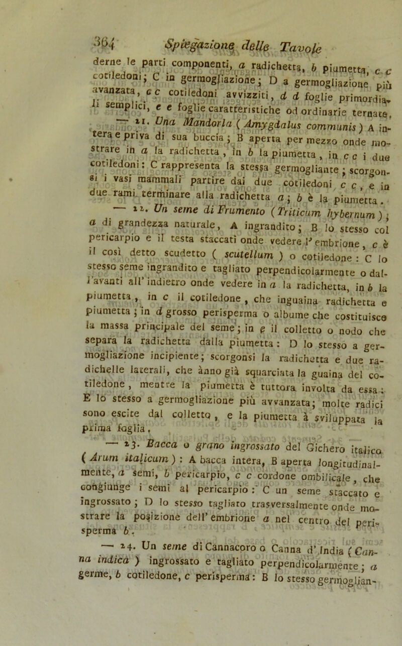 derne le parti componenti, a radiche»*, b piumetta c c cotiledoni; C in germogliamone ; D a germogliazione più ganzata, cc cotiledoni avvizziti, d d foglie primordi^ sempl,a, e e foglie carattemtiche od ordinarie ternate, 11 ' Una Mandorla ( Amygdalus communis) A in- tera e priva di sua buccia; B aperta per mezzo onde mo- strare ,n a la radichetta , in b la piumetta , in c c i due cotiledoni: C rappresenta la stessa germogliarne ; scorgo», si i vasi marnatali partire dai due cotiledoni c c , e in due rami, terminare alla radichetta a ; 6 è la piumetta. ■ ii. Un seme di Frumento ( Triticum hybernum) > a di grandezza naturale, A ingrandito; B Io stesso co! pericarpio e il testa staccati onde vedere 1* embrione, c è il cosi detto scudetto ( scutellum ) o cotiledone : C io stesso seme ingrandito e tagliato perpendicolarmente o dal- j'avanti all’indietro onde vedere ina la radichetta, in b la piumetta , in c il cotiledone, che inguaina radichetta e piumetta ; in d grosso perisperma o albume che costituisca la massa principale del seme; in p il colletto o nodo che separa la radichetta dalla piumetta : D Io stesso a ger- mogliazione incipiente; scorgonsi la radichetta e due ra- dichelie laterali, che anno già squarciatala guaina del co- tiledone, mentre la piumetta è tuttora involta da essa; E lo stesso a germogliazione più avvanzata; molte radici sono escite dal colletta , e la piumetta à sviluppata ja prima foglia, •— Bacca o grano ingrossato del Gichero italico (Arum italicum ) : A bacca intera, B aperta longitudinal- mente, a semi, b pericarpio, c c cordone ombiJicale, che congmhge i semi a| pericarpio C un seme staccato e ingrossato; D Io stesso tagliato trasversalmente onde mo- strare la posizione dell’embrione a nel centro del peri- sperma b. — 14- Un seme di Cannacoro o Canna d’india (Can- na indica ) ingrossato e tagliato perpendicolarmente ; a germe, ò cotiledone, c perisperma: B lo stessogermogljan-