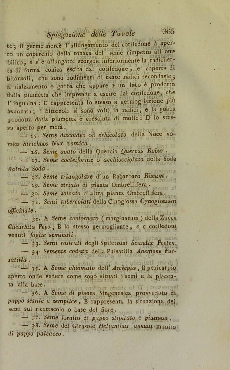 te ; il germe mercè 1’ allungamento del cotiledone à aper- to un coperchio della tonaca del seme rimpetto all’ om» bilico» e s'è allungato: scorgesi inferiormente la radithet- ta di forma conica escita dal cotiledone, e coperta di bitorzoli, che sono rudimenti di tante radici secondarie; il rialzamento o gobba che appare a un lato è prodotto dalla piumetta che imprende a escire dal cotiledone, che 1’ inguaina : C rappresenta lo stesso a germogliazione più avanzata; i bitorzoli si sono volti in radici, e la gobba prodotta dalla piumetta è cresciuta di molle : D lo stes- so aperto per metà. , — ijr. Seme discoideo od orbicolato della Noce vo- mica Strichnos Nux vomica . — t6. Seme ovato della Quercia Quercus Robur . —. %7. Seme cocleiforme o acchiocciolato della Soda Salsola Soda . ■— zS. Seme triangolare d’un Rabarbaro Rheurri. — ip. Seme striato di pianta Ombrellifera. •— 30. Seme solcato d’altra pianta Ombrellifera, .—.31. Semi tubercolati della Cinoglossa Cynoglossum officinale. — 31. A Seme contornato ( marginacum ) della Zucca Cucurbita Pepo ; B lo stesso germogliante, c c cotiledoni venuti foglie seminali. .• — 33. Semi rostrati degli Spilettoni Scandix Pecten, — 34- Semente codata delba Pulsatilla Anemone Pul- satilla . — 35*. A Seme chiomato dell' Asclepio t B pericarpio aperto onde vedere come sono situati i semi e la placen- ta alla base. OtBUT‘Z7 OtìHi Ot U J COfl2<!OlH0S — 3<5. A Seme di pianta Singenesica. provveduto di pappo sessile e semplice, B rappresenta la situazione dei semi sul ricettacolo o base del fiore. — 37. Seme fornito di pappo stipitato e piumoso . —• 38. Seme del Girasole Helianlhus . annuus munito' di pappo paleaceo.
