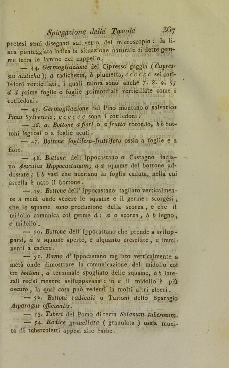 pretesi semi disegnati sai. vetro del microscopio. la li- nea punteggiata indica la situazione naturale di dette gem- me infra le lamine del cappello. — 44. Germogliàzione del Cipresso gaggìa ( Cuprei- sus disticha); a radichetta, 6 pi umetta, cc c c c c sei coti- ledoni verticillati, i quali talora sono anche 7. 8. 9. y,* d d prime foglie o foglie primordiali verticillate come i cotiledoni. —« 45:, Germogliàzione del Pino montano o salvatico Pinus Sylvestris; cccccc sono i cotiledoni. — 46. a. Bottone a fiori o a frutto rotondo, b b bot- toni legnosi o a foglie acuti. —• 47.. Bottone foglifero~fruttifero ossia a foglie e a fiore. — 48. Bottone, dell’Ippocastano o Castagno india- no Aesculus Hippocastanum; a a squame del bottone ad- dossate ; hb vasi che nutriano la foglia caduta, nella cui ascella è nato il bottone. .— 49. Bottone dell' Ippocastano tagliato verticalmen- te a metà onde vedere le squame e il germe : scorgesi , che le squame sono produzione della scorza , e che il midollo comunica col germe d: a a scorza ,66 legno, c midollo. — 70. Bottone dell’ Ippocastano che prende a svilup- parsi, a a squame aperte, e alquanto cresciute, e immi- nenti a cadere. —- yi. Ramo d’ Ippocastano tagliato verticalmente a metà onde dimostrare la comunicazione del midollo coi tre bottoni, a terminale spogliato delle squame, 6 6 late- rali recisi mentre sviluppavansi : in e il midollo è più oscuro , la qual cosa può vedersi in molti altri alberi. —• y*. Bottoni radicali o Turioni dello Sparagio Asparagus officinali. ■— 73. Tuberi del Pomo di terra Solanum tuberosum. — 74. Radice granellata ( granulata ) ossia muni- ta di tubercoletti appesi alle barbe.