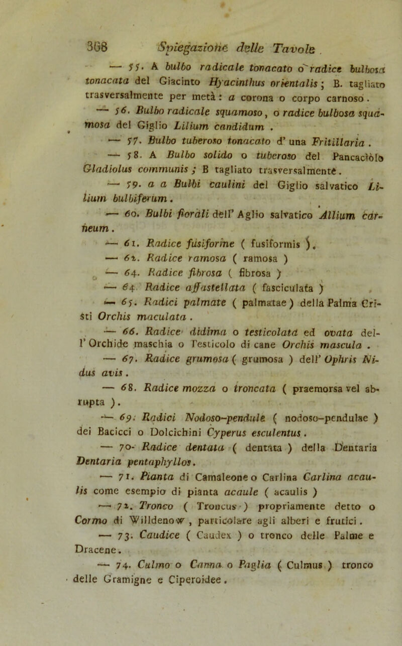 — yj. A bulbo radicale tonacato o'radice bulbosa tonacata del Giacinto Hyacinthus orientalis; B. tagliato trasversalmente per metà : a corona o corpo carnoso. — j6. Bulbo radicale squamoso, o radice bulbosa squa~ mosa del Giglio Lilium candidum . •— Bulbo tuberoso tonacato d’ una Fritillaria . — 58. A Bulbo solido o tuberoso del Pancaccio Gladiolus coinmunis ; B tagliato trasversalmente. —■ 79- a a Bulbi caolini del Giglio salvatico Li- lium bulbi ferum. *— <5o. Bulbi fiorali dell’Aglio salvatico Allium cat- heum. -— <51. Radice fusiforme ( fusiformis — 61. Radice ramosa ( ramosa ) •— 64. Radice fibrosa (. fibrosa ) — 64. Radice affastellata ( fascicolata ) «— <5y. Radici palmate ( palmatae) della Palma Cri- sti Orchis maculata . — 66. Radice didima o testicolata ed ovata del- 1’ Orchide maschia o Testicolo di cane Orchis mascula . r 1 — 67. Radice grumosa ( grumosa ) dell’ Ophris Ni- dus avis. — <58. Radice mozza o troncata ( praemorsa vel ab- rupta ). •*— 69. Radici Nodoso-pendule ( nodoso-pendulse ) dei Bacicci o Dolcichini Cyperus esculentus. — 70- Radice dentata ( dentata ) della Dentaria Dentaria pentaphyllos. •— 7t. Pianta di Camaleone o Carlina Carlina acau- lis come esempio di pianta acaule ( acaulis ) ’—'7i. Tronco ( Troncus ) propriamente detto o Cormo di Willdenow' , particolare agli alberi e frutici. — 73. Caudice ( Caudex ) o tronco delle Palme e Dracene. •— 74. Culmo o Canna 0 Paglia ( Culmus ) tronco • delle Gramigne e Ciperoidee.