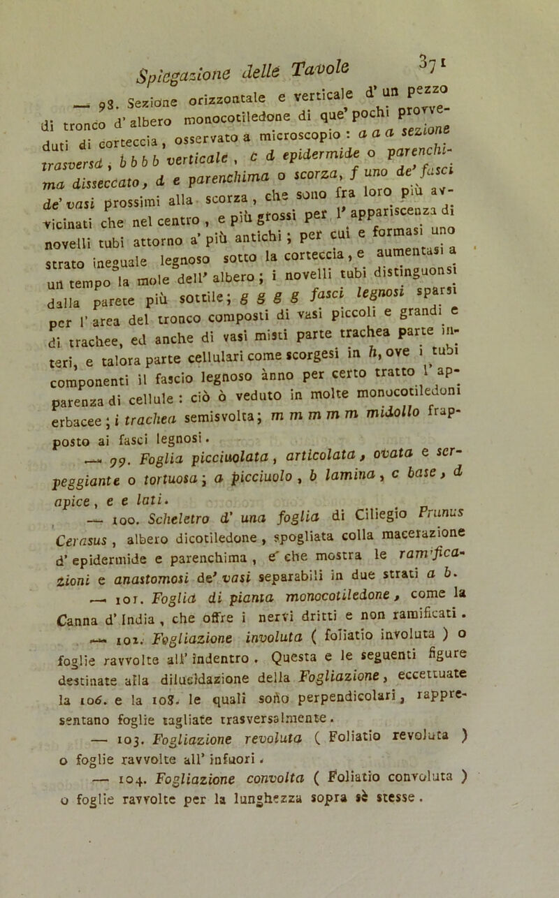 __ 93 Sezione orizzontale e verticale d’ un pezzo a-, Z£****> monocotiledone di **.»* ££ dati di corteccia, osservato a microscopio: a a a sezione trasversi bbbb verticale , ù d epidermide o parenchi- ma disseccato, d e parenchima o scorza f uno de fasci de vasi prossimi alla scorza, che sono ra loro pm av- vicinati che nel centro , e piti glossi per 1.apparireenza d, novelli tubi attorno a più antichi ; per cui e strato ineguale legnoso sotto la corteccia, e aumentasi a “ tempo la mole dell' albero ; i novelli tubi distinguonsi dalla parete più sottile; g g g g fasci legnosi sparsi per 1’ area del tronco composti di vasi piccoli e grandi e di trachee, ed anche di vasi misti parte trachea parte ni- teri, e talora parte cellulari come scorgesi in h, ove i tubi componenti il fascio legnoso anno per certo tratto 1 ap- parenza di cellule: ciò ò veduto in molte monocotiledoni erbacee ; i trachea semisvolta; mmmmm midollo frap- posto ai fasci legnosi. — 79. Foglia picciuolata, articolata, ovata e ser- peggiante 0 tortuosa ; a picciuolo, b lamina, c base, d apice, e e lati» — 100. Scheletro d' una foglia di Ciliegio Frunus Cerasus , albero dicotiledone , spogliata colla macerazione d’epidermide e parenchima, € che mostra le ram fica- Zioni e anastomosi de' vasi separabili in due strati a b. — 10T. Foglia di pianta monocotiledone, come la Canna d’India , che offre i nervi dritti e non ramificati . — 101. Fogliazione involuta ( fonatio involuta ) o foglie ravvolte all’ indentro . Questa e le seguenti figure destinate alla dilucidazione della Fogliazione, eccettuate la io6. e la 10S. le quali soflo perpendicolari, rappre- sentano foglie tagliate trasversalmente. — 103. Fogliazione revoluta ( Foliatio revoluta ) o foglie ravvolte all’ infuori. — 104. Fogliazione convolta ( Foliatio convoluta ) o foglie ravvolte per la lunghezza sopra sè stesse.