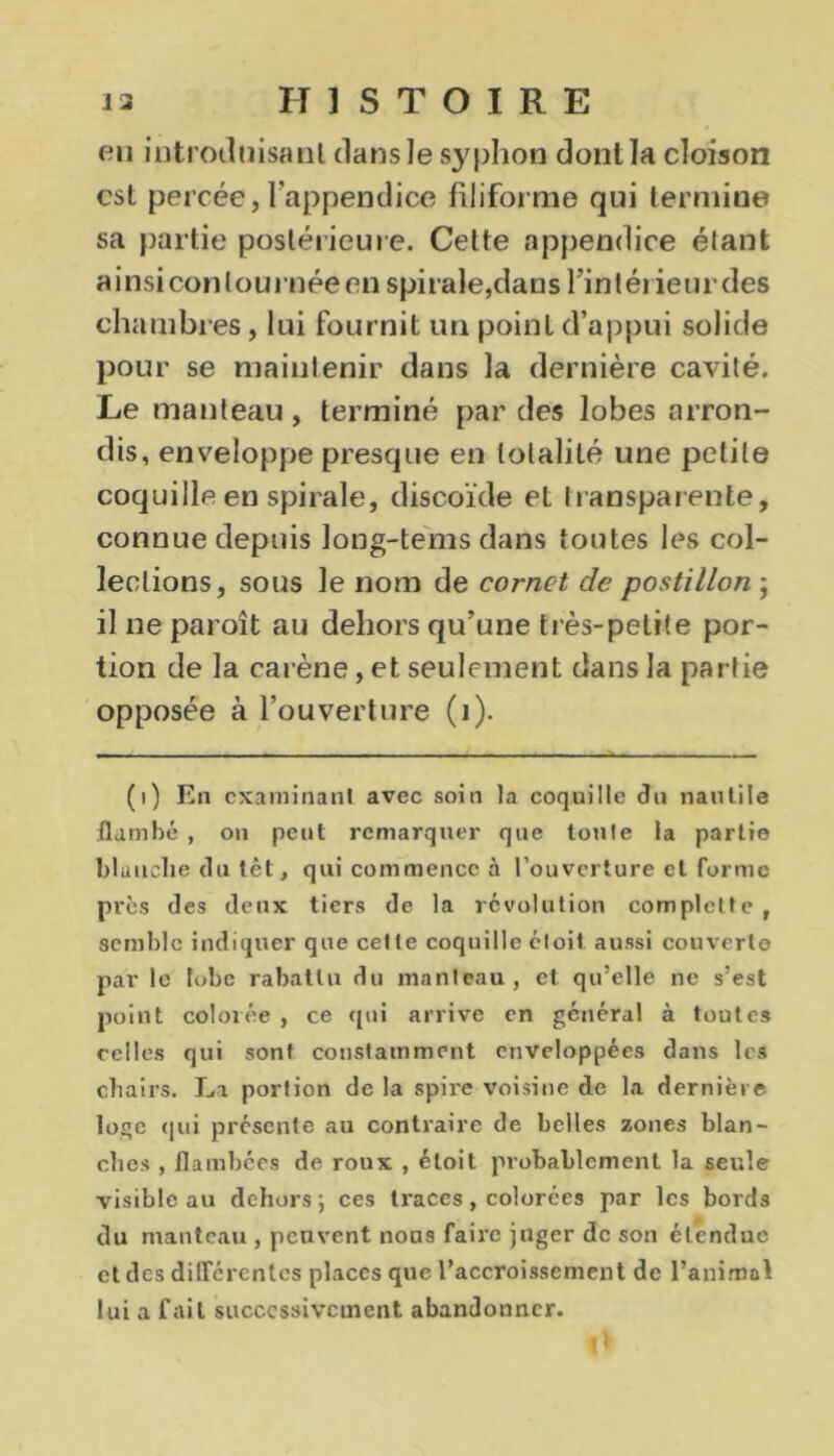 eu introduisant dans Je syphon dont la cloison est percée, l’appendice filiforme qui termine sa partie postérieure. Cette appendice étant ainsi contournée en spirale,dans l'intérieur des chambres, lui fournit un point d’appui solide pour se maintenir dans la dernière cavité. Le manteau, terminé par des lobes arron- dis, enveloppe presque en totalité une petite coquille en spirale, discoïde et transparente, connue depuis long-tems dans toutes les col- lections, sous le nom de cornet de postillon ; il ne paroît au dehors qu’une très-petite por- tion de la carène, et seulement dans la partie opposée à l’ouverture (1). (i) En examinant avec soin la coquille dn nautile flambé, on peut remarquer que toute la partie blanche du têt, qui commence à l’ouverture et forme près des deux tiers de la révolution complelte f semble indiquer que cette coquille étoit aussi couverte par le lobe rabattu du manteau, et qu’elle ne s’est point colorée , ce qui arrive en général à toutes celles qui sont constamment enveloppées dans les chairs. La portion de la spire voisine de la dernière loge qui présente au contraire de belles zones blan- ches , flambées de roux , étoit probablement la seule visible au dehors j ces traces, colorées par les bords du manteau , peuvent nous faire juger de son étendue et des différentes places que l’accroissement de l’animal lui a fait successivement abandonner. O