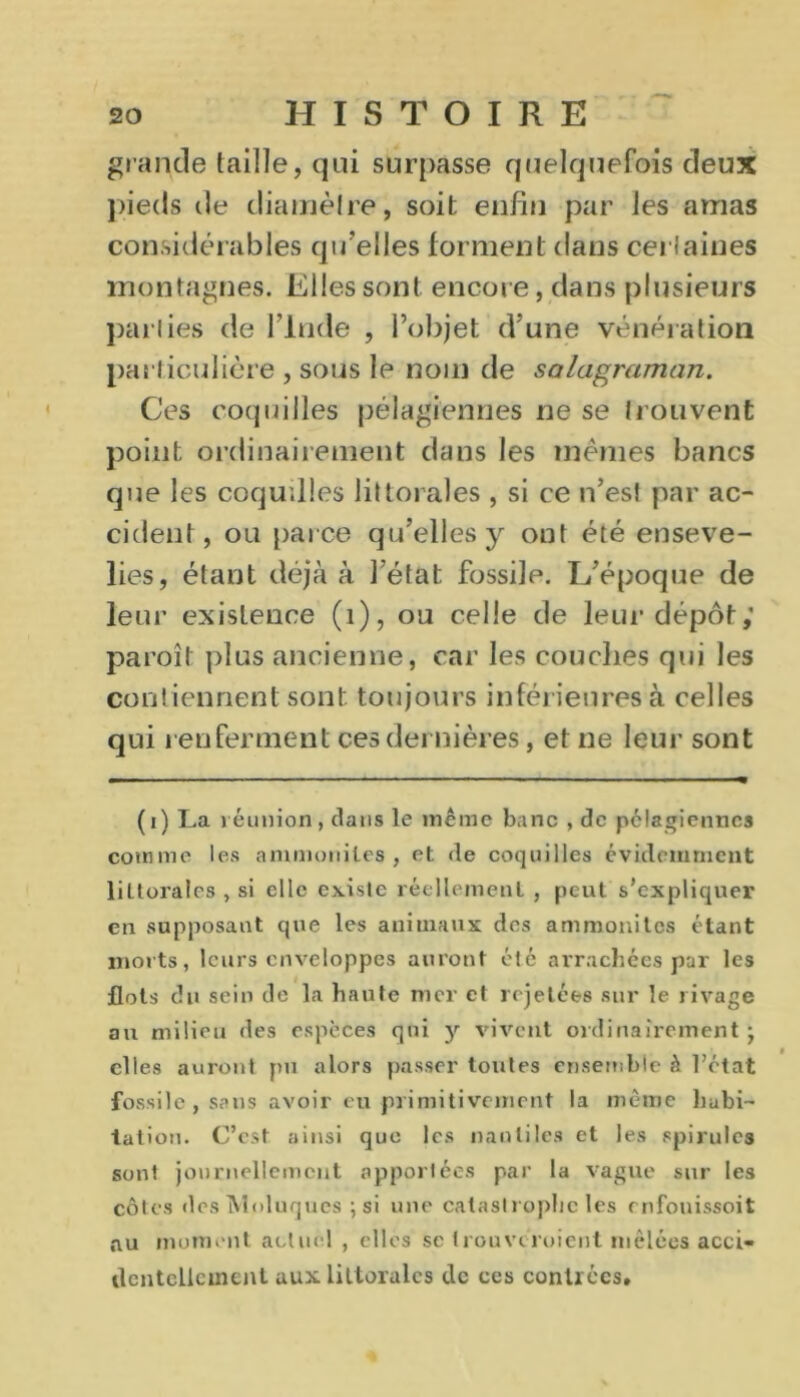 grande taille, qui surpasse quelquefois deux pieds de diamètre, soit enfin par les amas considérables qu’elles forment dans certaines montagnes. Elles sont encore, dans plusieurs parties de l’Inde , l’objet d’une vénération particulière, sous le nom de salagraman. Ces coquilles pélagiennes ne se trouvent point ordinairement dans les mêmes bancs que les coquilles littorales , si ce n’es! par ac- cident, ou parce qu’elles y ont été enseve- lies, étant déjà à l'état fossile. L’époque de leur existence (1), ou celle de leur dépôt; paroi! plus ancienne, car les couches qui les contiennent sont toujours inférieures à celles qui renferment ces dernières, et ne leur sont (i) La réunion, dans le même banc , de pélagiennes comme les ammonites, et de coquilles évidemment littorales , si elle existe réellement , peut s’expliquer en supposant que les animaux des ammonites étant morts, leurs enveloppes auront été arrachées par les flots du sein de la haute mer et rejetées sur le rivage au milieu des espèces qui y vivent ordinairement • elles auront pu alors passer toutes ensemble à l’état fossile, sans avoir eu primitivement la même habi- tation. C’est ainsi que les nautiles et les spirulcs sont journellement apportées par la vague sur les côtes (les Moluques ;si une catastrophe les rnfouissoit nu moment actuel , elles sc trouveroient mêlées acci- dentellement aux littorales de ces contrées.