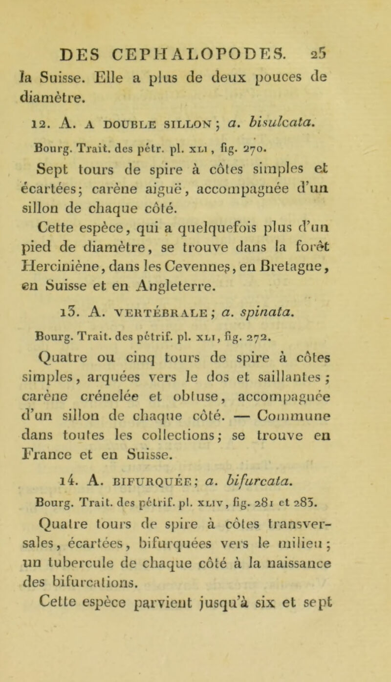 la Suisse. Elle a plus de deux pouces de diamètre. 12. A. A DOUBLE SILLON; <2. bisulccitd. Bourg. Trait, des pétr. pl. xt,i , fig. 270. Sept tours de spire à côtes simples e£ écartées; carène aiguë, accompagnée d’un sillon de chaque côté. Cette espèce, qui a quelquefois plus d’un pied de diamètre, se trouve dans la forêt Herciniène, dans les Cevenne?, en BreLagne, en Suisse et en Angleterre. 13. A. vertébrale; a. spinala. Bourg. Trait, des pétrif. pl. xlï, fig. 272. Quatre ou cinq tours de spire à côtes simples, arquées vers le dos et saillantes; carène crénelée et obtuse, accompagnée d’un sillon de chaque côté. — Commune dans toutes les collections; se trouve en France et en Suisse. 14. A. bifurquée; a. bifurcata. Bourg. Trait, des pétrif. pl. xliv, fig. 281 et 285. Quatre tours de spire à côtes transver- sales, écartées, bifurquées vers le milieu; un tubercule de chaque côté à la naissance des bifurcations. Celte espèce parvient jusqu a six et sept