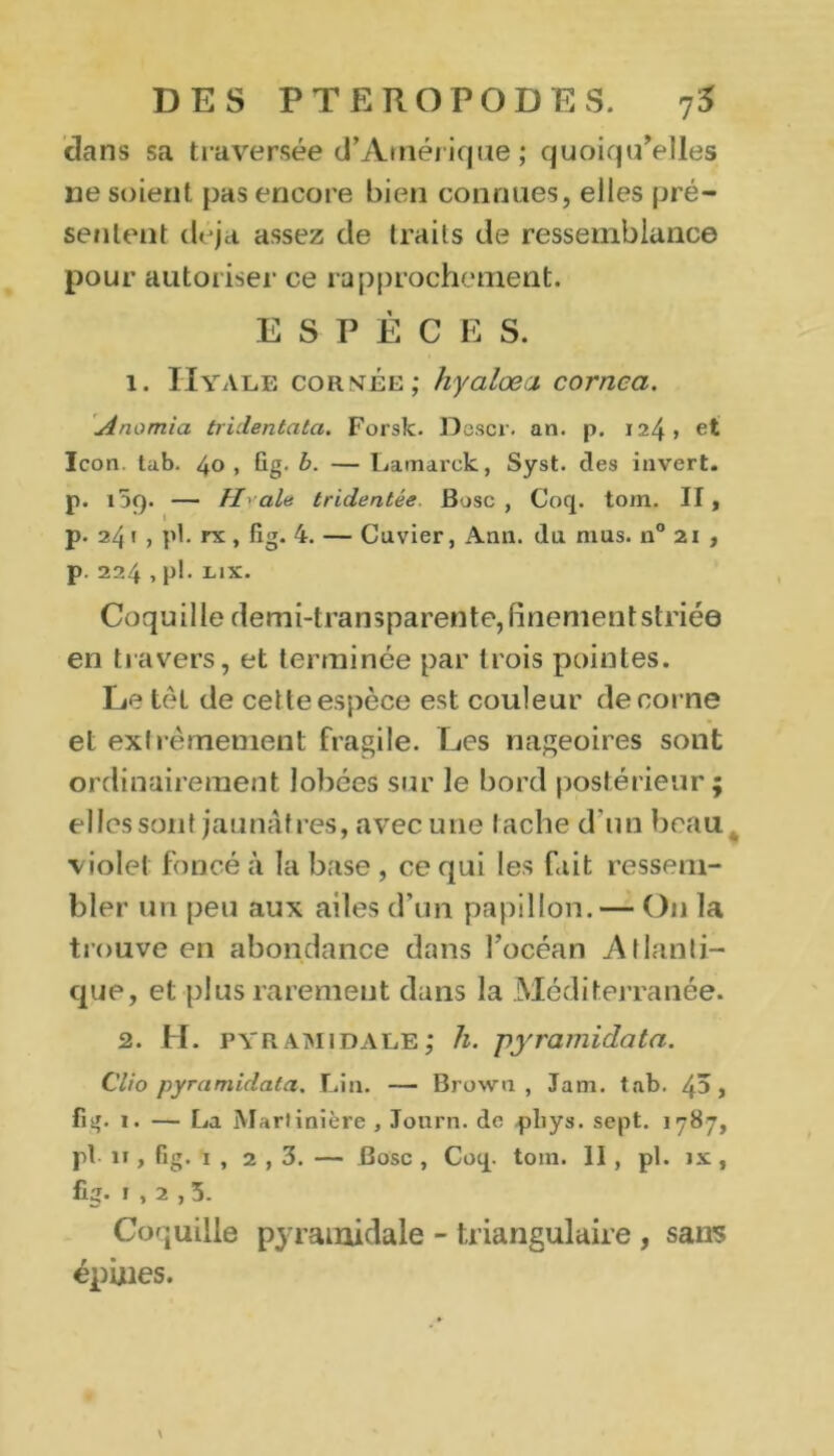 dans sa traversée d’Amérique; quoiqu’elles ne soient pas encore bien connues, elles pré- sentent déjà assez de traits de ressemblance pour autoriser ce rapprochement. ESPÈCES. 1. IIyale cornée; hyalœa cornca. Anomia tridentata. Forslc. Descr. an. p. 124» et Icon. tub. 40, Gg. b. — Lamarck, Syst. des invert, p. l5<). — fl' ale tridentée Bosc , Coq. tom. Il, p. 24 1 , pl. rx, fig. 4. — Cuvier, Ann. du mus. n° 21 , p. 224 , pl. LlX. Coquille demi-transparente, finement striée en travers, et terminée par trois pointes. Le têt de cette espèce est couleur de corne et extrêmement fragile. Les nageoires sont ordinairement lobées sur le bord postérieur; elles sont jaunâtres, avec une tache d’un beau violet foncé à la base , ce qui les fait ressem- bler un peu aux ailes d’un papillon. — O11 la trouve en abondance dans l’océan Atlanti- que, et plus rarement dans la Méditerranée. 2. H. pyramidale; h. pyramidata. Clio pyramidata. Lin. — Brown , Jam. tab. 45» fig. 1. — La Martinière , Journ. de «pliys. sept. 1787, pl 11, fig. 1 , 2,3. — Bosc , Coq. tom. 11 , pl. ix, fig. i,2,5. Coquille pyramidale - triangulaire , sans épines. \