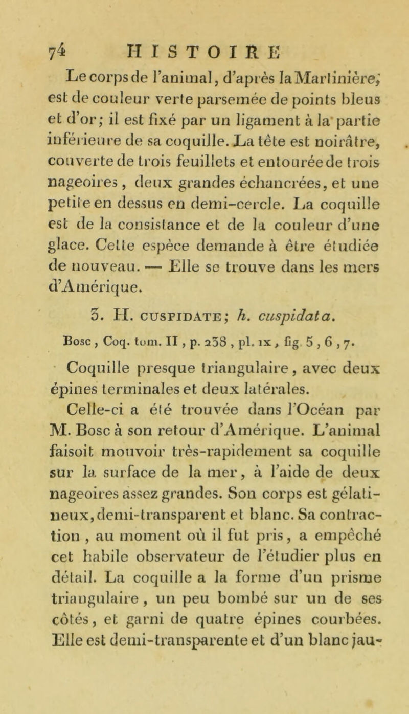 7^ H I S T O I R E Lecorpsde ranimai, d’après IaMarlinière,' est de couleur verte parsemée de points bleus et d’or; il est fixé par un ligament à la partie inférieure de sa coquille. La tète est noirâtre, couverte de trois feuillets et entourée de trois nageoires, deux grandes échancrées, et une petileen dessus en demi-cercle. La coquille est de la consistance et de la couleur d’une glace. Cette espèce demande à être étudiée de nouveau. — Elle se trouve dans les mers d’Amérique. o. H. cusfidate; h. cuspidata. Bosc , Coq. tum. II, p. a58 , pl. îx , fig 5,6,7. Coquille presque triangulaire, avec deux épines terminales et deux latérales. Celle-ci a été trouvée dans l’Océan par M. Bosc à son retour d’Amérique. L’animal faisoit mouvoir très-rapidement sa coquille sur la surface de la mer, à l’aide de deux nageoires assez grandes. Son corps est gélati- neux, demi-transparent et blanc. Sa contrac- tion , au moment où il fut pris, a empêché cet habile observateur de l’étudier plus en détail. La coquille a la forme d’un prisme triangulaire, un peu bombé sur un de ses cotés, et garni de quatre épines courbées. Elle est deuii-transparente et d’un blanc jau-