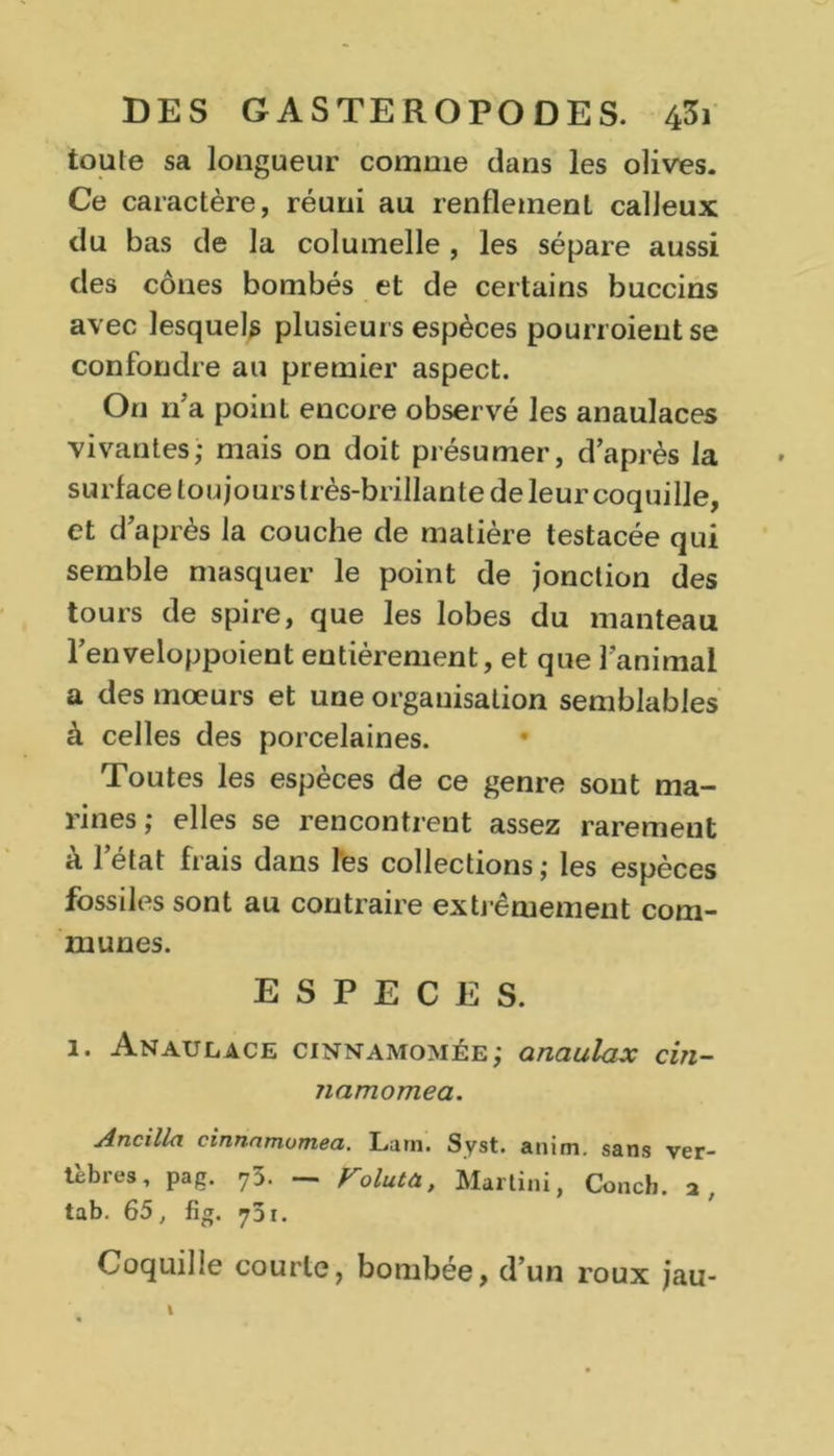 toute sa longueur comme dans les olives. Ce caractère, réuni au renllemenl calleux du bas de la columelle , les sépare aussi des cônes bombés et de certains buccins avec lesquels plusieurs espèces pourroieut se confondre au premier aspect. On n’a point encore observé les anaulaces vivantes; mais on doit présumer, d’après la surface toujours très-brillante de leur coquille, et d’après la couche de matière testacée qui semble masquer le point de jonction des tours de spire, que les lobes du manteau l’enveloppoient entièrement, et que ranimai a des moeurs et une organisation semblables à celles des porcelaines. Toutes les espèces de ce genre sont ma- rines; elles se rencontrent assez raremeut à l’état frais dans les collections; les espèces fossiles sont au contraire extrêmement com- munes. ESPECES. 1. Anaulace cinnamomée; anaulax cin- namomea. Ancilla cinnamumea. Lam. Syst. anim. sans ver- tèbres, pag. 75. — Folutà, Martini, Concb. a, tab. 65, fig. 75i. Coquille courte, bombée, d’un roux jau-