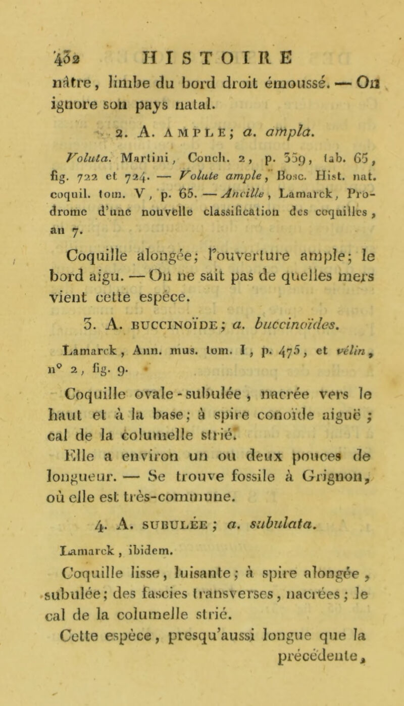 nâtre, limbe du bord droit émoussé. — Ou ignore son pays natal. v • 2. A. ample; cl. ampla. Voluta. Martini, Conclu 2, p. 55(), tab. 65, fig. 722 et 724* — Volute ample, 13o;îc. Hist. nat. coquil. toin. V, p. 65.—An cille , Lamarck, Pro- drome d’une nouvelle classification des coquilles , an 7. Coquille alongée; rouverture ample; le bord aigu. —O11 ne sait pas de quelles mers vient cette espèce. 5. A. buccinoïde; a. buccinoides. Lamarck, Ann. mus. tom. I, p. 47*5, et vélin, n° 2, fig. 9. • Coquille ovale - subulée , nacrée vers le haut et à la base; à spire conoïde aigue ; cal de la colutnelle strié* Elle a environ un ou deux pouces de longueur. — Se trouve fossile à Grignon, où elle est très-commune. 4. A. subulée ; a. subulata. Lamarck , ibidem. Coquille lisse, luisante; à spire alongée, subulée; des fascies transverses, nacrées; le cal de la colutnelle strié. Cette espèce, presqu’aussi longue que la précédente.