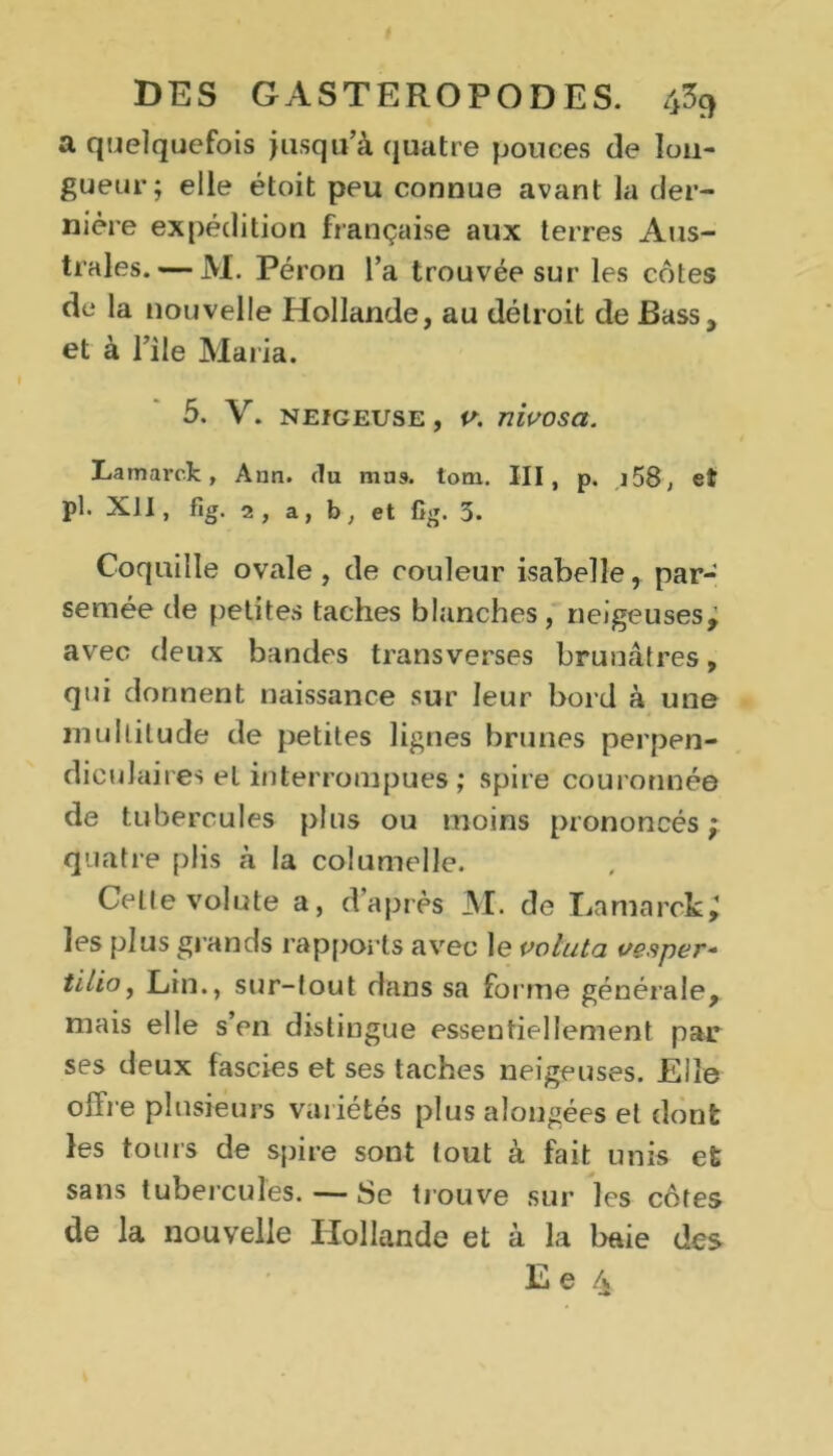 a quelquefois jusqu’à quatre pouces de lon- gueur; elle étoit peu connue avant la der- nière expédition française aux terres Aus- trales.— M. Péron l’a trouvée sur les cotes de la nouvelle Hollande, au détroit de Bass3 et à l’ile Maria. 5. V. neigeuse , v. nivosa. Lamarck, Ann. (tu mus. tom. III, p. i58, et pl. XJI, fig. 2 , a, b , et fîg. 3. Coquille ovale, de couleur Isabelle, par- semée de petites taches blanches, neigeuses; avec deux bandes transverses brunâtres, qui donnent naissance sur leur bord à une multitude de petites lignes brunes perpen- diculaires et interrompues ; spire couronnée de tubercules plus ou moins prononcés; quatre plis à la coîumelle. Celte volute a, d’après M. de Lamarck; les plus grands rapports avec le voluta vesper- tilioj Lin., sur-tout dans sa forme générale, mais elle s’en distingue essentiellement par ses deux fascies et ses taches neigeuses. Elle offre plusieurs variétés plus aîougées et dont les tours de spire sont tout à fait unis et sans tubercules. — Se trouve sur les côtes de la nouvelle Hollande et à la baie des