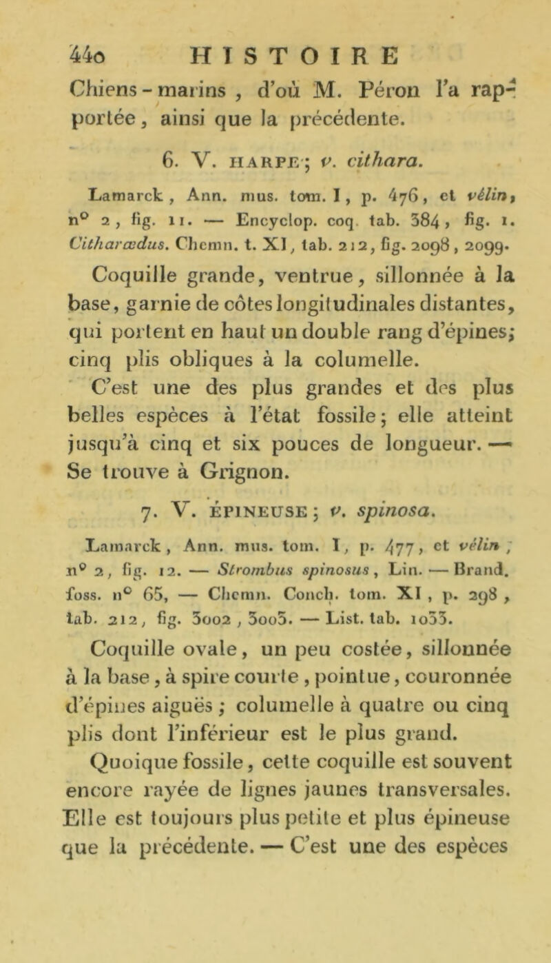 Chiens - marins , d’où M. Pérou Ta rap- portée , ainsi que la précédente. 6. V. harpe; v. cithara. Lamarck , Ann. mus. tom. I, p. 476, et vèlint n° 2, fig. 11. — Encyclop. coq tab. 384» *• Citharædus. Chemn. t. XI, tab. 212, fig. 2098,2099. Coquille grande, ventrue, sillonnée à la base, garnie de côtes longitudinales distantes, qui portent en haut un double rang d’épines; cinq plis obliques à la columelle. C’est une des plus grandes et des plus belles espèces à l’état fossile; elle atteint jusqu’à cinq et six pouces de longueur. — Se trouve à Grignon. 7. V. épineuse ; v. spinosa. Lamarck, Ann. mua. tom. I, p. 477» ct vélin; n° 2, fig. 12. — Stvombus spinosus, Lin. — Brand. foss. n° 65, — Chemn. Concb. tom. XI , p. 298 , iab. 212, fig. 5oo2,5oo5.—List. tab. io53. Coquille ovale, un peu costée, sillonnée à la base, à spire courte , pointue, couronnée d’épines aiguës ; columelle à quatre ou cinq plis dont l’inférieur est le plus grand. Quoique fossile, celte coquille est souvent encore rayée de lignes jaunes transversales. Elle est toujours plus petite et plus épineuse que la précédente. — C’est une des espèces