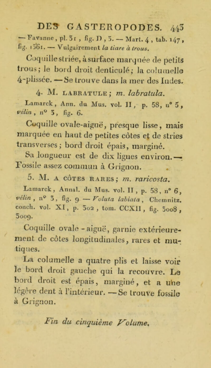 — Favanne , pl. 51 , fig. D , 5. — Mart. 4 , tab. 147 , %• i56i. — Vulgairement la tiare à trous. Coquille striée, à surface marquée de petits trous; le bord droit den lieu lé; la columelle 4-plissée. —Se trouve dans la mer des Indes. 4- M. labratule ; ru. labratula. Lamarck, Ann. du Mus. vol. II, p. 53, u° 5, vélin , n° 5 , fig. 6. Coquille ovale-aiguë, presque lisse, mais mar quée en haut de petites cotes et de stries transverses; bord droit épais, marginé. Sa longueur est de dix ligues environ.— Fossile assez commun à Grignon. 5. M. a cotes rares; m. raricosta. Lamarck, Annal, du Mus. vol. II, p. 58, n° 6, vélin , n0 5, fig. p — bluta labial a, Cheinnitz. conch. vol. XI, p. 5o2 , tom. CCXII, fig. 5oo8 , 5009. Coquille ovale-aiguë, garnie extérieure- ment de cotes longitudinales, rares et mu- tiques. Ga eolumelle a quatre plis et laisse voir le bord droit gauche qui la recouvre. Le bord droit est épais, marginé, et a une légère dent à l’intérieur. —Se trouve fossile à Grignon. iia du cinquième Volume.