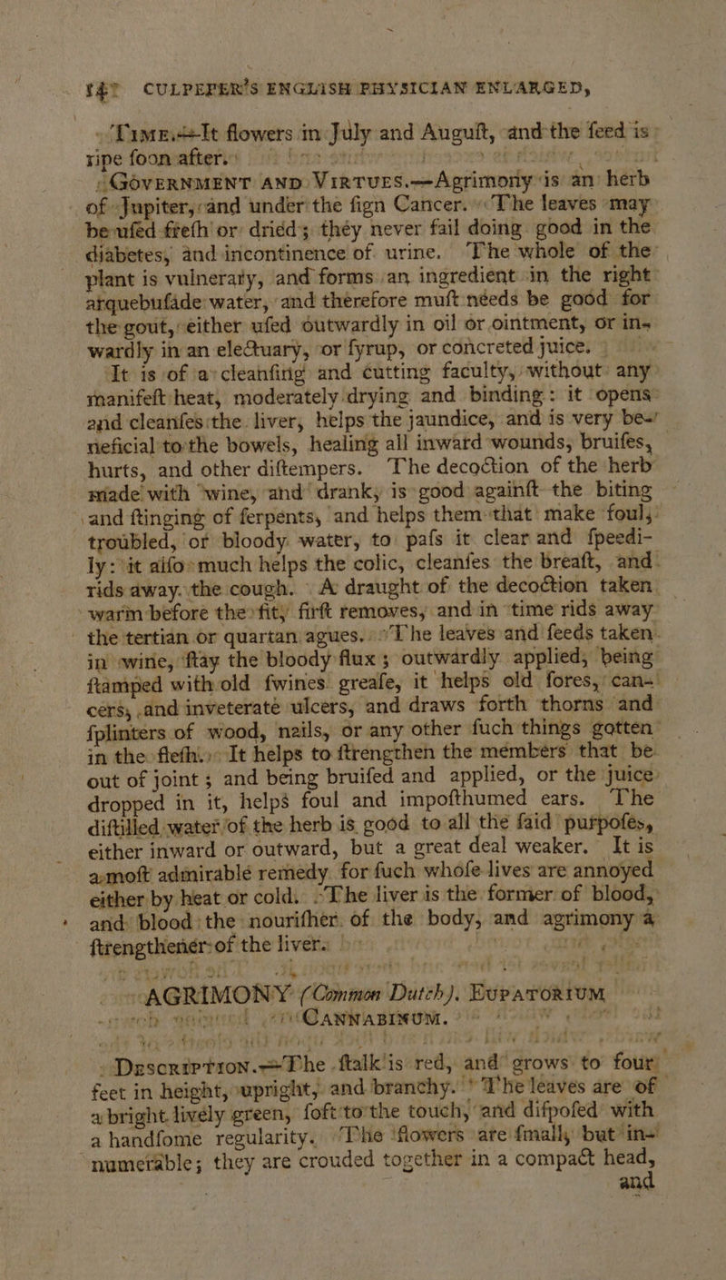 ~ ff? CULPEPER’S ENGLISH PHYSICIAN ENLARGED, -Time.&lt;&lt;It flowers in July and Augult, «andthe feed is. ripe foon after. bis otitiee orn ab foidve. Soetant » GOVERNMENT AND ViRTUES.—Agrimony ‘is an) herb _ of Jupiter,:and under’ the fign Cancer. The leaves may beufed ffefh or dridd; théy never fail doing good in the diabetes, and incontinence of urine. The whole of the: plant is vuineraty, and forms an ingredient in the right arquebufade water, and therefore muft needs be good for the gout, either ufed outwardly in oil or ointment, or in. wardly in an eletuary, or fyrup, or concreted juice. It is of aycleanfirig and cutting faculty, without: any manifelt heat, moderately drying and binding: it opens: neficial tothe bowels, healing all inward wounds, bruifes, hurts, and other diftempers. The decoction of the herb made with ‘wine, and’ drank, is: good againft the biting and ftinging of ferpents, and helps them that make ‘foul,’ troubled, or bloody. water, to pafs it clear and fpeedi- ly: it aifo» much helps the colic, cleanfes the breaft, and- -warin before theo fit, firft removes, and in ‘time rids away - the ttertian or quartan agues. ©The leaves and feeds taken. in wire, ‘ftay the bloody flux ; outwardly applied, being ftamped with old fwines greafe, it helps old fores, can- cers, and inveteraté ulcers, and draws forth thorns — and fplinters of wood, nails, or any other fuch things gotten’ in the flefh..: It helps to ftrengthen the members that be. out of joint ; and being bruifed and applied, or the juice: dropped in it, helps foul and impofthumed ears. The diftilled water ‘of the herb is. good to all the faid purpofes, either inward or outward, but a great deal weaker. It is - amoft admirablé remedy. for fuch whofe lives are annoyed either by heat or cold. ~The liver is the former of blood, and blood: the nourifher. of the body, and agrimony a ftrengtheneér-of the liver. &gt;» omy -AGRIMONY (Common Dutch), Eup avor1umM — ~srroke qacatinh ATO A wriis Baaetnn, 816 A Aa ghee! oe , en abright lively green, foftto'the touch, and difpofed with a handfome regularity. ‘The ‘Mowers are fmall, but in- numerable; they are crouded together in a compact head, | and “