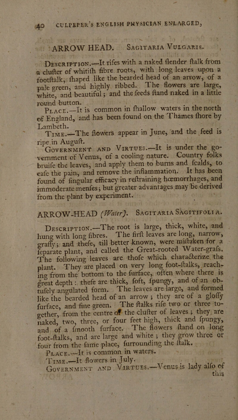 “ fo CULPEPER’S ENGLISH PHYSICIAN ENLARGED, 3 i ; ARROW HEAD. ‘ SAGITARIA Meccan ‘ -*” Descriprion.—lIt rifes with a naked flender ftalk from a clufter of whitifh fibre rogts, with long leaves upon a footftalk; fhaped like the bearded head of an arrow, ahaa pale green, and highly ribbed. The flowers are large, white, and beautiful; and the feeds ftand naked in a little round button. : #44 bt?  Prace.—It is common in fhallow waters in the north of England, and has been found on the Thames fhore by | Lambeth. “2 Wie hee Time.—The flowers appear in June, ‘and the feed is © ripe in Auguft. » A r +f GoveRNMENT AND VirTUES.—It is under the go- vernment of Venus, of a cooling nature. Country folks bruife the leaves, and apply them to burns and fealds, to — eafe the pain, and remove the inflammation. It has been found of fingular efficacy'in reftraining hoemorrhages, and immoderate menfes; but greater advantages may be derived from the plant by experiment. : 1 teed ARROW-HEAD (Water). SAGITARIA Skcrrirony ‘i Descriprion.—The root is large, thick, white, and _ hung with long fibres. The firft leaves are long, narrow, oraffy; and thefe, til] better known, were miftaken for a | {eparate plant, and called the Great-rooted W ater-grafs, The following leaves are thofe which characterize, the plant. They are placed on very long foot-ftalks, reach- | ing from the bottom to the furface,, often where ‘there is great depth :. thefe are thick, foft, fpungy, and ofan ob- — tufely angulated form. ‘The leaves are large, and formed furface, and fine green. The ftalks rife two or three ‘to- gether, from the centre of the clufter of leaves; they, are naked, two, three, or four feet high, thick and {pungy, and of a fmooth furface. The flowers ftand on long foot-ftalks, and are large and white ; they grow three or ‘four from the fame place, furrounding the Ralke oyna PLace.—-It is common in waters. - Time.—It flowers in July. aera GovERNMENT AND. VaRTUES.—Venusis lady alfo of : : be, ar wETDAS