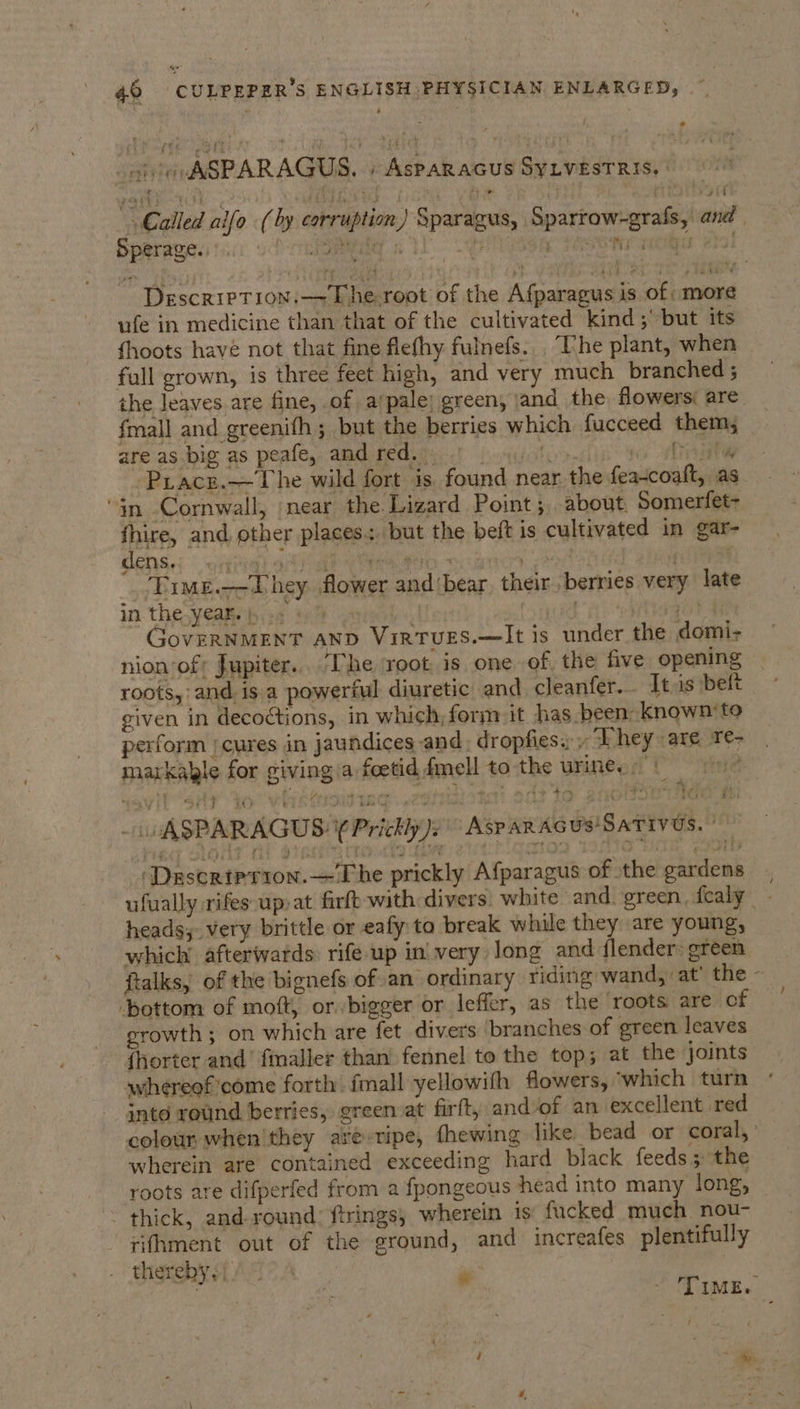 ait ASPARAGUS. AsPakaGus Sy ives nis, | Sperage.. DescriIPTION.— The root of the Afparagus is of: more ufe in medicine than that of the cultivated kind; but its fhoots have not that fine flefhy fulnefs.. The plant, when full grown, is three feet high, and very much branched ; {mall and greenith ; but the berries which fucceed them, are as big as peafe, and red. : Roi tal -Prace.— The wild fort ‘is. found near. the feascoatt, as ‘in Cornwall, near the Lizard Point; about. Somerfet- fhire, and other places: but the beft is cultivated in gar- dens. : | Time.--Lhey flower and bear, their berries very late :s in the yeas po: 9) hg GovERNMENT AND VirtvEs.—lIt is under the domi- nion of Jupiter. ‘The ‘root is one of, the five opening roots, and. is a powerful diuretic and cleanfer.. It.as belt given in decoctions, in which, form it has been known to perform | cures in jaundices and. dropfies.;» hey are re- markagle for giving a foetidfmell tothe urine. 4 Pe ¥: : \ ASPARAGUS: (Prickly ne ‘Asparacus SaTivds. ‘Dascrtprion. The prickly Afparagus of the ohidém heads. very brittle or eafy: to break while they are young, which’ afterwards rife up in’ very long and lender: green ‘bottom of moft, or bigger or leffer, as the ‘roots are of growth; on which are fet divers branches of green leaves {horter and’ fmaller than’ fennel to the top; at the joints whereef'come forth. fmall yellowith flowers, ‘which turn intd round berries, green at firft, and/of an excellent red \ wherein are contained exceeding hard black feeds; the roots are difperfed from a fpongeous head into many long, ~~ thick, and-round: ftrings; wherein is fucked much nou- rifhment out of the ground, and increafes plentifully thereby. | i ;