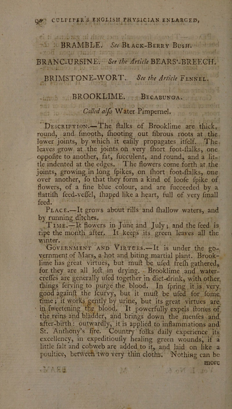 ge est tc BRAMBLE. “See 1 Beack-Berny Busi bupetel ? BRANCURSINE. See the nice BEARS’ BREECH. BRIMSTONE-WORT.. Se the Article ¥ F ENNEL. as ~banod «943 BROOKLIME. » Breasunga.. ye Called alfo Water Pimpernel. Nirecaage tm +The: ftalks of Brooklime are. AE cota round, and. fmeoth, fhooting out fibrous, roots at , the, lower joints, by which it eafily propagates. itfelf... The, leaves grow. atthe joints on very fhort foot- ftalks, one. oppofite to another, fat, fucculent, and round, and a lit-; tle indented at the edges, : The flowers come. forth at the joints, growing in long fpikes, on fhort. foot-ftalks, one over another, fo that they form a kind of loofe {pike of flowers, of a fine blue colour, and are fucceeded by a hoa feed-v effel, thaped like a heart, full of very {mall a i ve Prace.—lt srows about fills ea fhallow waters, and by running ditches. “Time.—It flowers in June and Ohi ; and the feed, is. tipe the month after, Itkeeps its. green. leaves all the winter. ‘GovERNMENT AND. , Vinros. —It is under the go-, vernment of Mars, a-hot and biting martial plant. Brook~ lime has great virtues, but muft be uled freth gathered, for they are all loft,.in drying.-. Brooklime . and, -water- crefles are generally ufed together in dict-drink, with other, things: ferving to purge the blood. In {pring . it ds. very, good againft the {curvy, but it muft be ufed for, fome, | fit ime ; it works | ently by urine, but. its. great | ‘virtues are, - in fweetening the blood. ‘It powerfully expels. ftonies of, _ the reins. and bladder, and_ brings down the menfes. and after-birth: outwardly, it is applied to inflammations and, St. Anthony’ s fire. Country folks daily experience. its excellency, in expeditioufly healing green wounds, if a little falt and cobweb are added to ity and Jaid on like a es betWeeh two very thin cloths. Nothing can be , more rf ‘ ~~ # de