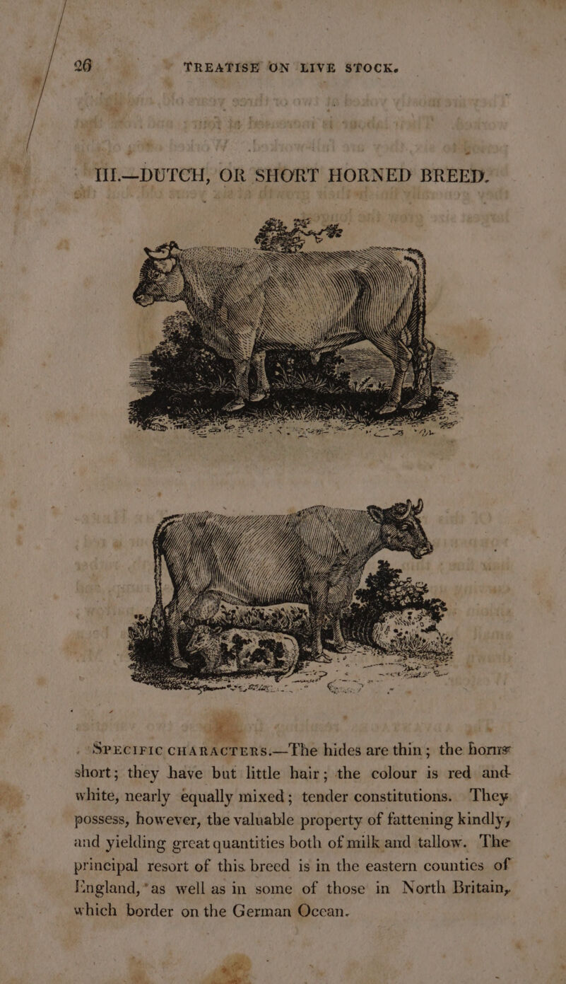 &gt; * ot {1l—DUTCH, OR SHORT HORNED BREED. are wR ae i i) 7 4 7 i YY _ SpEeciric cHARAcTERS.—The hides are thin; the honis short; they have but little hair; the colour is red and- white, nearly equally mixed; tender constitutions. They possess, however, the valuable property of fattening kindly, and yielding great quantities both of milk and tallow. The principal resort of this breed is in the eastern counties of Mngland,*as well asin some of those in North Britain, which border on the German Ocean. |