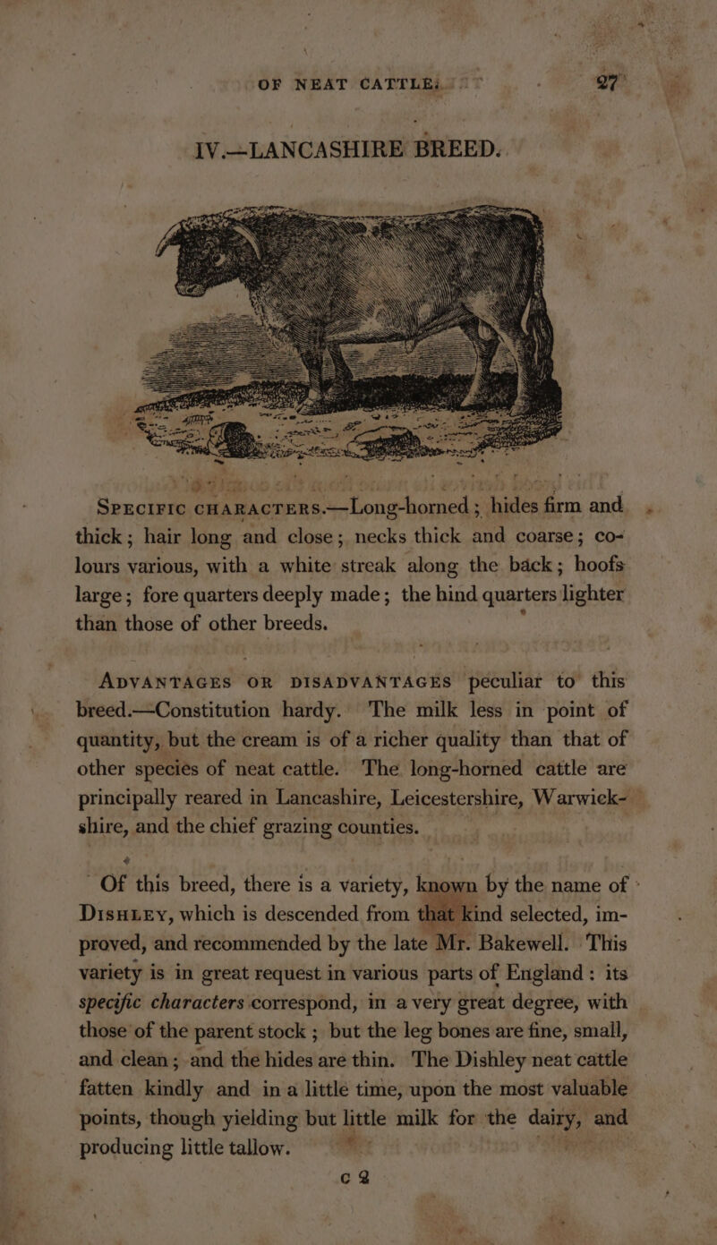 4 IV.—LANCASHIRE BREED. S y P 8 joa ~ ¥ WES oD &lt;4 thick ; hair long and close; necks thick and coarse; co- lours various, with a white: streak along the back; hoofs large; fore quarters deeply made; the hind quarters iehse? than those of other breeds. ADVANTAGES OR DISADVANTAGES peculiar to this breed.—Constitution hardy. The milk less in point of quantity, but the cream is of a richer quality than that of other species of neat cattle. The long-horned cattle are shire, and the chief grazing counties. _ Of this breed, there is a variety, kno Disney, which is descended from that kind selected, im- proved, and recommended by the late 1 Mr. Bakewell. This variety is in great request in various parts of England : its specific characters correspond, in avery great degree, with those’ of the parent stock ; but the leg bones are fine, small, and clean ; and the hides are thin. The Dishley neat cattle fatten kindly and in a little time, upon the most valuable points, though yielding but little milk for ‘the pec and producing little tallow. a c@