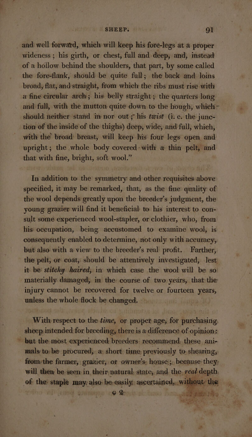 _ and well forward, which will keep his fore-legs at a proper wideness ; his girth, or chest, full and. deep, and, stead of a hollow behind the shoulders, that part, by some called the fore-flank, should be quite full; the back and loins broad, flat, and: straight, from which the ribs must rise with a fine cireular arch; his belly straight; the quarters long and full, with the mutton quite down to the hough, which — should neither stand m nor out 5 his twist (i. e. the junc- tion of the inside of the thighs) deep, wide, and full, which, with the broad breast, will keep his four legs open and upright ; the whole body covered: with a thin pelt, and that with fine, bright, soft wool.” In addition to the symmetry: and other requisites: above specified, it may be remarked, that, as the fine quality of the wool depends greatly upon the breeder’s judgment, the young grazier will find it beneficial to his interest to con- sult some experienced wool-stapler, or clothier, who, from his: oceupation, being accustomed to examine wool, is consequently enabled to determine, not only with accuracy, but also with a view to the breeder’s real! profit. Farther, the pelt, or coat, should be attentively investigated, lest, it. be’ stitehy haired, in which case the wool will be so: materially damaged}, in the: course of two years, thatthe injury cannot be recovered for twelve or fourteen years, unless the whole flock be changed. Witly respect to the time, or proper age, for purchasing. sheep intended for breeding, there is a:difference of opinion : * but the most experienced: breeders: recommend, these anir mals to: be procured, a: short: time: previously to. shearing; fiom-the farmer, grazier, ot owner's: house:;, because: they: will them be seen in, their natural, state, and the, read att of the: wait men also: he-easily ascertained,,. without: Doe OG Bry,