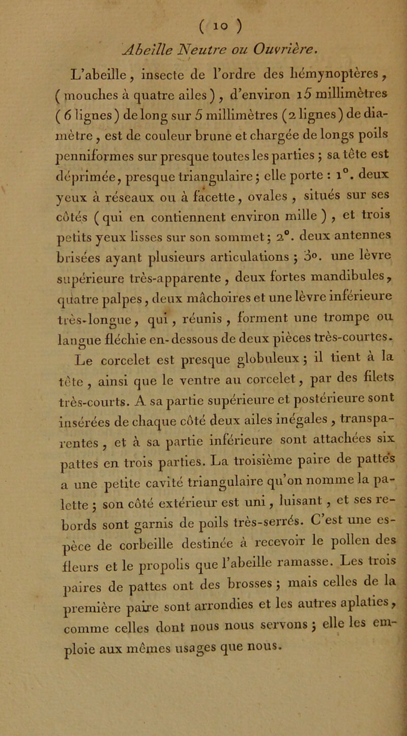 Abeille Neutre ou Ouvrière. L’abeille , insecte de l’ordre des liémynoptères , ( mouches à quatre ailes ) , d’environ 15 millimètres ( 6 lignes) de long sur 5 millimètres (2 lignes) de dia- mètre , est de couleur brune et chargée de longs poils penniformes sur presque toutes les parties ; sa tête est déprimée, presque triangulaire 5 elle porte : i°. deux yeux à réseaux ou à facette, ovales , situes sur ses côtés ( qui en contiennent environ mille ) , et trois petits yeux lisses sur son sommet; 2°. deux antennes brisées ayant plusieurs articulations ; o°. une lèvre supérieure très-apparente , deux fortes mandibules, quatre palpes, deux mâchoires et une lèvre inférieure très-longue, qui, réunis, forment une trompe ou langue fléchie en-dessous de deux pièces tres-courtes. Le corcelet est presque globuleux ; il tient à la tête , ainsi que le ventre au corcelet, par des filets très-courts. A sa partie supérieure et postérieure sont insérées de chaque côte deux ailes inégalés , transpa- rentes , et à sa partie inférieure sont attachées six pattes en trois parties. La troisième paire de pattes a une petite cavité triangulaire qu’on nomme la pa- lette ; son côté extérieur est uni , luisant , et ses re- bords sont garnis de poils très-serrés. C est une es- pèce de corbeille destinée à recevoir le pollen des fleurs et le propolis que l’abeille ramasse. Les trois paires de pattes ont des brosses ; mais celles de la première paire sont arrondies et les auties aplaties, comme celles dont nous nous servons ; elle les em- ploie aux mêmes usages que nous.