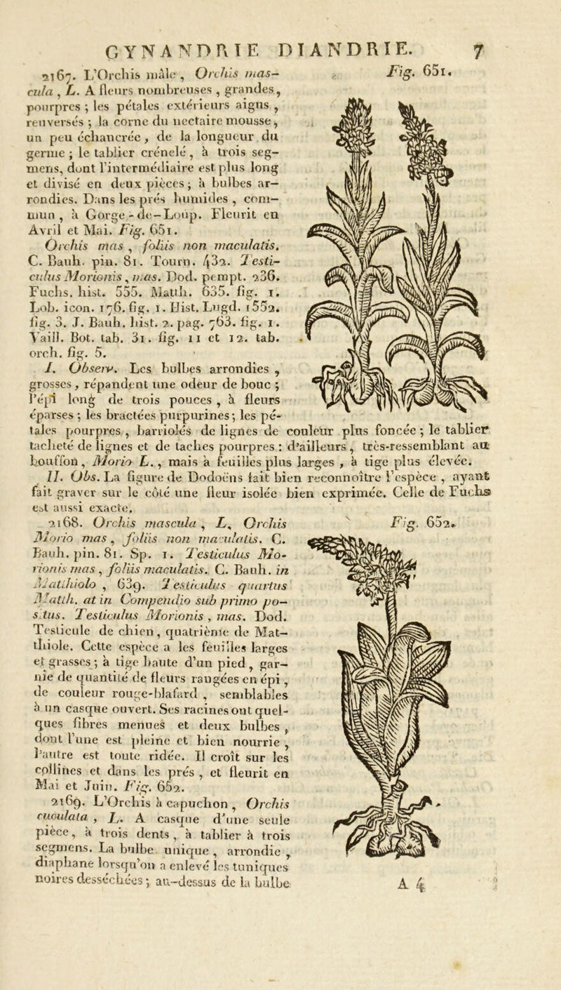 Fig. G5i, 5167. L’Orchis mâle , Orchis mas- eula , L. A fleurs nombreuses , grandes , pourpres ; les pétales extérieurs aigus , renversés ; la corne du nectaire mousse, un peu échancréc, de la longueur du germe ; le tablier crénelé , à trois seg- niens, dont l’intermédiaire est plus long et divisé en deux pièces; à bulbes ar- rondies. Dans les prés humides , com- mun , à Gorge - de-Loup. Fleurit en Avril et Mai. Fig. 651. Orchis mas , foliis non maculatis. C. Bauh. pin. 81. Tourn. 432. leslï- cidus Morionis ,n.as. Dod. pempt. 20G. Fuclxs. liist. 553. Mattli. 635. fig. 1. Lob. icon. 176. fig. 1. IJist. Lugd. i55a. fig. 3. J. Bauh. liist. 2. pag. ^63. fig. 1. Vaill. Bot. tab. 3i. il g. x 1 et 12. tab. oreh. fig. 5. /. Obseiv. Los bulbes arrondies , grosses, répandent une odeur de bouc ; l’épi lon£ de trois pouces , 3 fleurs éparses ; les bractées purpurines; les pé- tales pourpres , barviolés de lignes de couleUr plus foncée ; le tablier tacheté de lignes et de taches pourpres ; d’ailleurs , très-ressemblant au bouffon, Morio L., mais a feuilles plus larges , k tige plus élevée. II. Obs. La figure de Dodoè'ns lait bien reconnoître l’espèce , ayant fait graver sur le côté une fleur isolée bieix exprimée. Celle de Fuchs e^t aussi exacte, 2168. Orchis mascida , Z, Orchis v Fig. G02. Mario mas, foliis non ma nia lis. C. Bauh. pin. 81. Sp. r. Tesliculus Mo- rionis mas , foliis maculatis. C. Bauh. in Ajatlhiolo , 689. J es.tif ulus auatius Afatlh. atin Compendia sub primo pu— s Jus. Tesliculus Alorionis , mas. Dod. Testicule de chien, quatrième de Mat- thiole. Cette espèce a les feuilles larges et grasses ; â tige haute d’un pied , gar- nie de quantité de fleurs rangées en épi, de couleur rouge-blafard , semblables à un casque ouvert. Ses racines ont quel- ques fibres menuet et deux bulbes , dont l une est pleine et bien nourrie , l’autre est toute ridée. Il croît sur les cpllines et dans les prés , et fleurit en Mai et Juin. Fig. 652. 2169. L’Orchis h capuchon , Orchis cuoidala , L. A casque d’une seule pièce, a trois dents , à tablier â trois segmens. La bulbe unique , arrondie , diaphane lorsqu’on a enlevé les tuniques noires desséchées; au-dessus de la bulbe A 4