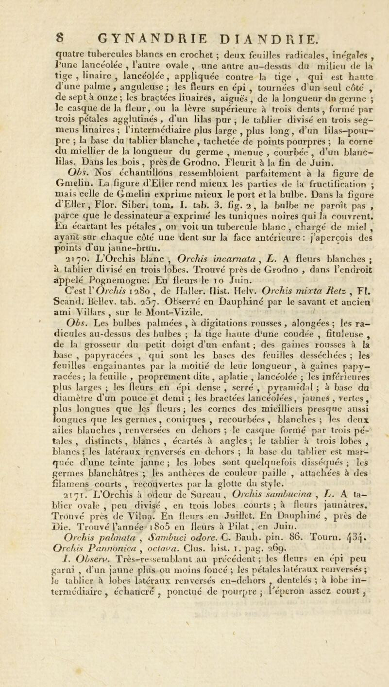 quatre tubercules blancs en crochet ; deux feuilles radicales, inégales , l’une lancéolée , l’autre ovale , une autre au-dessus du milieu de la tige , linaire , lancéolée, appliquée contre la tige , qui est haute d’une palme , anguleuse ; les fleurs en épi , tournées d’un seul côté , de sept à onze; les bractées linaires, aiguës, de la longueur du germe ; le casque de la fleur, ou la lèvre supérieure à trois dents, formé par trois pétales agglutinés, d’un lilas pur ; le tablier divisé en trois seg- mens linaires ; l’intermédiaire plus large , plus long, d’un lilas—pour- pre ; la base du tablier blanche , tachetée de points pourpres ; la corne du miellier de la longueur du germe , menue , courbée , d’un blanc- lilas. Dans les bois , près de Grodno. Fleurit à la fin de Juin. Obs. Nos échantillons ressembloient parfaitement à la figure de Gmelin. La figure d’Eller rend mieux les parties de la fructification ; niais celle de Gmelin exprime mieux le port et la bulbe. Dans la figure d’Eller , Flor. Siber. tom, I. tab. 3. fig. 2 , la bulbe ne paroît pas , parce que le dessinateur a exprimé les tuniques noires qui la couvrent. En écartant les pétales , on voit un tubercule blanc , chargé de miel , ayant sur chaque côté une dent sur la face antérieure : j’aperçois des points d'un janne-bruu. 2170. L’Orchis blanc , Orchis incarnata , L. A fleurs blanches; à tablier divisé en trois lobes. Trouvé près de Grodno , dans l’endroit appelé Pognemogne. En fleurs le 10 Juin. C’est Y Orchis 1280 , de Haller, flist. Helv. Orchis mirta Retz , FI. Scand. Bellev. tab. 25;. Observé en Dauphiné par le savant et ancien ami Yillars , sur le Mont-Vizile. Obs. Les bulbes palmées , à digitations rousses , alongées ; les ra- dicules au-dessus des bulbes ; la tige haute d’une coudée , fituîeuse , de la grosseur du petit doigt d’un enfant ; des gaines rousses à la base , papyracées , qui sont les bases des feuilles desséchées ; les feuilles engainantes par la moitié de leur longueur , à gaines papy- racées ; la feuille , proprement dite , aplatie , lancéolée ; les inférieures plus larges ; les fleurs en épi dense , serré , pyramidal ; à base du diamètre d’un pouce et demi ; les bractées lancéolées, jaunes , vertes, Î)lus longues que les fleurs ; les cornes des mieilliers presque aussi ongues que les germes, coniques , recourbées , blanches ; les deux ailes blanches , renversées en dehors ; le casque formé par trois pé- tales , distincts , blancs , écartés à angles ; le tablier à trois lobes , blancs; les latéraux renversés en dehors ; la base du tablier est mar- quée d’une teinte jaune ; les lobes sont quelquefois disséqués ; les germes blanchâtres ; les anthères de couleur paille , attachées à des filamens courts , recouvertes par la glotte du style. 2171. IfOrchis à odeur de Sureau, Orchis sambucina , L. A ta- blier ovale , peu divisé , en trois lobes courts ; â fleurs jaunâtres. Trouvé près de Yilna. En fleurs en Juillet. En Dauphiné , près de Die. Trouvé l’année i8o5 en fleurs â Pilât, en Juin. Orchis palmala , Sambuci odore. C. Bauh. pin. 86. Tourn. 4^4* Orchis Pannonica , octciva. Glus, liist. t. pag. 269. J. Observ. Très-ressemblant au précédent ; les fleurs en épi peu garni , d’un jaune plus ou moins foncé ; les pétales latéraux renversés ; Je tablier à lobes latéraux renversés en-dehors , dentelés ; à lobe in- termédiaire , échancré , ponctué de pourpre ; l'éperon assez court }