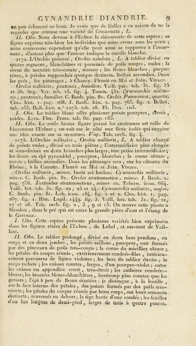 ïn peu échancré au bout. Je crois que de Haller a eu raison de ne la regarder que comme une variété de l'incarnate , L. II. Obs. Nous devons à l’Ecluse la découverte de cette espèce ; sa figure exprime très-bien les individus que nous avons sous les yeux ; nous convenons cependant qu’elle peut aussi se rapporter k Vincar- nala , d’autant plus que l’auteur indique la corolle blanche. 2172. I/Orchis ponctué, Orchis ustulata , L. A tablier divisé en quatre segmens , blanchâtres et parsemés de poils rouges, rudes ; la corne du nectaire trcs-courte , mousse ; les fleurs blanches , purpu- rines, a pétales rapprochés quoique distincts. Bulbes arrondies. Dans les prés , les pâturages , k Chazey. Fleurit en Mai et Juin. Vivace. Orchis militaris, pratensis , humilier. Vaill. par. tab. 3i. fig. 35 et 36. Ség. Ver. tab. T5. fig. l\. Tourn. 4^*2. Cy/iosorchis milita- risa pratensis, humilior. C. Bauh. pin. 81. Orchis Pannonica, quart a. Clus. hist. 1. pag. 268. J. Bauh. liist. 2. pag. j65. fig. 2. Bellev. tab. 255. Hall. hist. n.° 1273. tab. 28. Fl. Dan. io3. I. Obs. Le tablier blanc offre plusieurs points pourpres, élevés , roides. Loës. Flor. Pruss. tab. 60. pag. 183. II. Obs. La seule bonne figure parmi les anciennes est celle de l’inventeur l’Ecluse ; on voit sur le côté une fleur isolée qui suggère une idée exacte sur sa structurel V^oy. Tab. orch. fig. 4* 2173. L’Orchis militaire , Orchis militaris , L. A tablier chargé de points rudes , divisé en trois pièces ; l’intermédiaire plus alongée et sous-divisée en deux branches plus larges, une petite intermédiaire ; les fleurs en épi pyramidal , pourpres, blanches; la corne obtuse , courte ; bulbes arrondies. Dans les pâturages secs , sur les coteaux du Rhône , k la Carrette. Fleurit en Mai et Juin. Vivace. Orchis militaris , rninor. Instit rei herbar. Cynosorc/iis militaris , minor. C. Bauh. pin. 81. Orchis strateumatica, minor. J. Bauh. 2. pag. 708. l esticuliis straleumaticus , minor 10. Tabern. icon. 664. Vaill. bot. tab. 3i. fig. 22, 28 et 24* Cynosorchis militaris, major. C. Bauh. pin. 81. Lob. icon. 184. fig. 1 et 2. Clus. hist. t. pag. 967. fig. 1. Hist. Lugd. 1449* fig* 3. Vaill. bot. tab. 3i. fig. 21, 27 et 28. Tab. orch. fig. 2 , 3 , 9 et i5. On trouve cette plante k Meudon , dans le pré qui est entre la grande pièce d’eau et l’étang de la Garenne. I. Obs. Cette espèce présente plusieurs variétés bien exprimées dans les figures eitées de l’Ecluse , de Lobel , et sur-tout de Vail- lant. II. Obs. Le tablier prolongé , divisé en deux bras pendans , en corps et en deux jambes , les points saillans , pourpres, sont formés par des pinceaux de poils très-courts ; la corne du mieillier obtuse ; les pétales du casque réunis , extérieurement cendrés-lilas , intérieu- rement parcourus de lignes violettes ; les bras du tablier étroits ; le corps tacheté ; les cuisses courtes , larges , d’un pourpre-violet ; entre les cuisses un appendice court , très-étroit ; les anthères cendrées- bleues; les bractées bleues-blanchâtres , beaucoup plus courtes que les germes ; l’épi k peu de fleurs écartées : je distingue , k la lentille sur la face interne des pétales , des points formés par des poils très- courts ; les pétales du casque réunis par leurs corps, ont leurs sommets distincts, renversés en dehors; la tige haute d’une coudée ; les feuilles d’eu bas longues de demi-pied , larges de trois k quatre pouces.