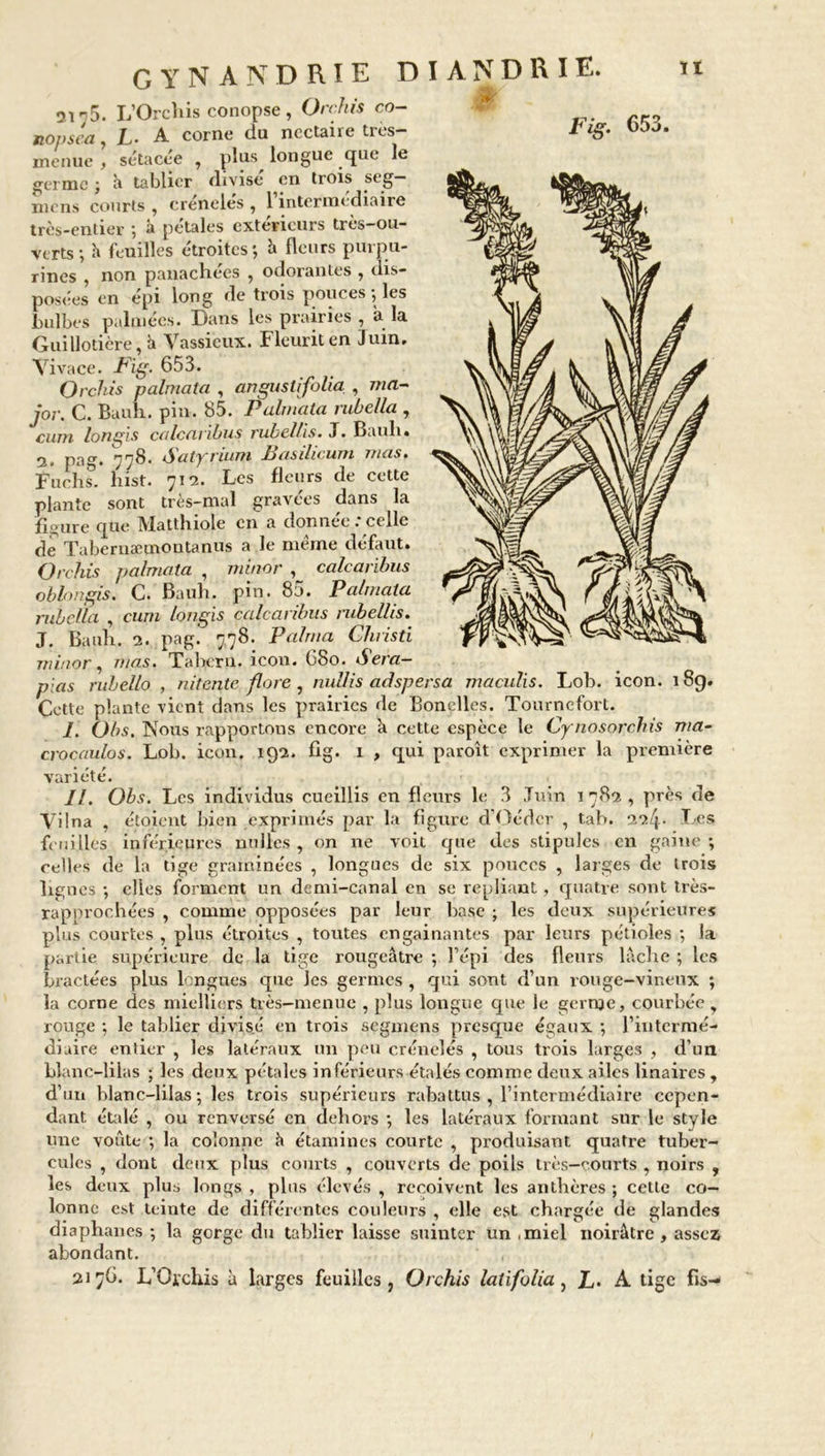 2175. Fig. 653. L’Orchis conopse , Orchis co- nonsca, L- A corne du nectaire tres- menue , sétacée , plus^ longue que le germe ; à tablier divise en trois seg- mens courts , crénelés , 1 intermediaire très-entier ; à pétales extérieurs très-ou- verts; â feuilles étroites*, à fleurs purpu- rines , non panachées , odorantes , dis- posées en épi long de trois pouces ; les bulbes palmées. Dans les prairies , a la Guillotière, û Vassicux. Fleurit en Juin. Vivace. Fig. 653. Orchis palmata , an gustifolia , ma- jor. C. Buuh. pin. 85. Palmata rubella , cum longis calcaribus rubelhs. T. Bauh. 2. pag. 778. Satyrium Basilicum mas. Fuehs’. hist. 712. Les fleurs de cette plante sont très-mal gravées dans la figure que Matthiole en a donnée .‘ celle de Taberuæmoutanus a le meme défaut. Orchis palmata , minor , calcaribus obb>ngis. C. Bauh. pin. 85. Palmata rubella , cum longis calcaribus rubellis. J. Bauh. 2. pag' 778. P aima Cluisti minor, mas. Tabern. icon. 680. Sera- pias rubello. , nitente flore , nullis aàspersa maculis. Lob. icon. 189. Cette plante vient dans les prairies de Bonelles. Tourncfort. I. Obs. Nous rapportons encore â cette espèce le Cynosorchis ma- crocaulos. Lob. icon. 192. c' ' u variété. fig. 1 , qui paroît exprimer la première II. Obs. Les individus cueillis en fleurs le 3 Juin 1782, près de Vdna , étoient bien exprimés par la figure d’Oéder , tah. 224- Les feuilles inférieures nulles , on ne voit que des stipules en gaine; celles de la tige graminées , longues de six pouces , larges de trois lignes ; elles forment un demi-canal en se repliant, quatre sont très- rapprochées , comme opposées par leur base ; les deux supérieures plus courtes , plus étroites , toutes engainantes par leurs pétioles ; la partie supérieure de la tige rougeâtre ; l’épi des fleurs lâche ; les bractées plus longues que les germes , qui sont d’un rouge-vineux ; la corne des mielliers très-menue , plus longue que le gerrge, courbée y rouge ; le tablier divisé en trois segmens presque égaux ; l’intermé- diaire entier , les latéraux un peu crénelés , tous trois larges , d’un blanc-lilas ; les deux pétales inférieurs étalés comme deux ailes linaires , d’un blanc-lilas; les trois supérieurs rabattus , l’intermédiaire cepen- dant étalé , ou renversé en dehors ; les latéraux formant sur le style une voûte ; la colonne û étamines courte , produisant quatre tuber- cules , dont deux plus courts , couverts de poils très-courts , noirs , les deux plus longs , plus élevés , reçoivent les anthères ; cette co- lonne est teinte de différentes couleurs , elle est chargée de glandes diaphanes ; la gorge du tablier laisse suinter un ,miel noirâtre, assez abondant. 2176. L’Orchis à larges feuilles, Orchis latifolia, L. A tige fis-