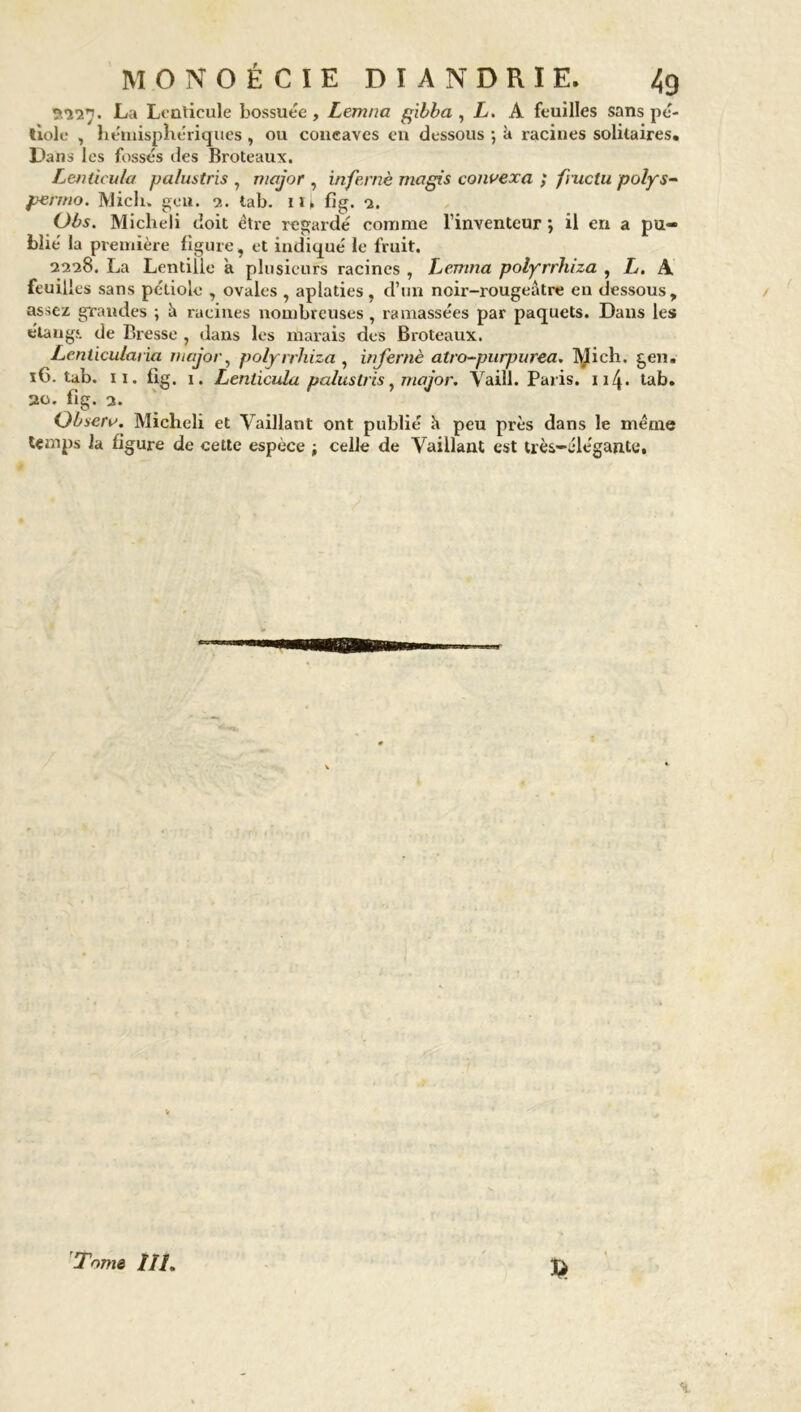 ?.T2j. La Lenticule bossuée, Lerrma gibba , L. A feuilles sans pé- tiole , hémisphériques , ou concaves en dessous •, k racines solitaires. Dans les fossés des Broteaux. Lenticula palustris , major , infernè magis convexa ; fvuetu polys- permo. Midi. geu. ?.. tab. iU fig. 2. Obs. Micheli doit être regardé comme l’inventeur *, il en a pu- blié la première figure, et indiqué le fruit. 2228. La Lentille a plusieurs racines , Lemna polyrrhiza , L. A feuilles sans pétiole , ovales , aplaties, d’un noir-rougeâtre en dessous, assez grandes ; k racines nombreuses, ramassées par paquets. Dans les étangs, de Bresse , dans les marais des Broteaux. Lenticularia major, polyrrhiza , infernè atro-purpurea. IVlich. gen. 16. tab. 11. fig. 1. Lenticula palustris, major. Vaill. Paris. 114. tab. 20. fig. 3. Obsera. Miclieli et Vaillant ont publié h peu près dans le même temps la figure de cette espèce ; celle de Vaillant est très-élégante. $
