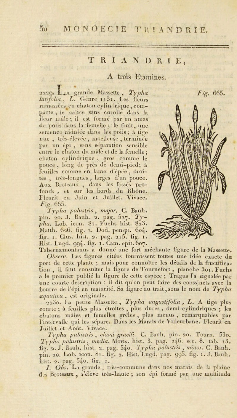 MONOECIE T H I A N DUE. T R I A N D R I E, A trois Etamines. 2229. T. J a grande Massette , Typha laüfolia , L. Genre n3i. Les fleurs ramassées en chaton cylinorir|ue , com- pacte -, ie calice sans corolle dans la fleur mâle -, il est formé par un amas de poils dans la femelle ; le fruit, une semence induire dans 1rs poils ; à Lige nue , très-élevée , moellcus ■ , terminée par un épi , sans séparation sensible entre le eliaton du male et de la femelle ; chaton cylindrique , gros comme le pouce , long de près de demi-pied; à feuilles comme en lame d’épée , droi- tes , très-longues , larges d’un pouce. Aux Broteaux , dans les fossés pro- fonds , et sur les bords du Rhône. Fleurit en Juin et Juillet. Vivace. .Fig. (165. Typlia palustris , major. C. Bauh. pin. ao. J. Bauh. 2. pag. 527. Ty— ph a. Lob. icon. 81. Fuchs liist. 823. Matth. 626. fig. 2. Dod. pempt. 60^. fig. 1. Clus. liist. 2. pag. 215. fig. 1. Hist. Lugd. 994- fig- 1 • Cam. epit. 607. Tabernæmontanus a donné une fort méchante figure de la Massette. Obseru. Les figures citées fournissent toutes une idée exacte du port de cette plante ; mais pour connoître les détails de la fructifica- tion , il faut consulter la figure de Tournefort, planche 3oi. Fuchs a le premier publié la figure de cette espece ; Tragus l’a signalée par une courte description : il dit qu’on peut faire des coussinets avec la bourre de l’épi en maturité. Sa figure au trait,sous le nom de Typha acjualicci , est originale. courte ; à feuilles plus étroites , plus dures , demi-cylindriques ; les chatons maies et femelles grêles , plus menus , remarquables par l’intervalle qui les sépare. Dans les Marais de Viileurbane. Fleurit en Juillet et Août. Vivace. Typha palustris , cluvd gracili. C. Bauh. pin. 20. Tourn. 53o. Typha palustris, media. Moris. hist. 3. pag. 246. sec. 8. tab. i3. fig. 2. J. Bauh. hist. 2. pag. 54o. Typha palustris , minoi. C. Bauh. pin. 20. Lob. icon. 81 . fig. 2. Hist. Lugd. pag. 9q5. fig. 1. J. Bauh. hist. 2. pag. 54o. fig. 1. I. (Jbs. La grande , très-commune dans nos marais de la plaine dus Broteaux , s’élève très-haute ; son épi formé par une multitude Fig. 665.